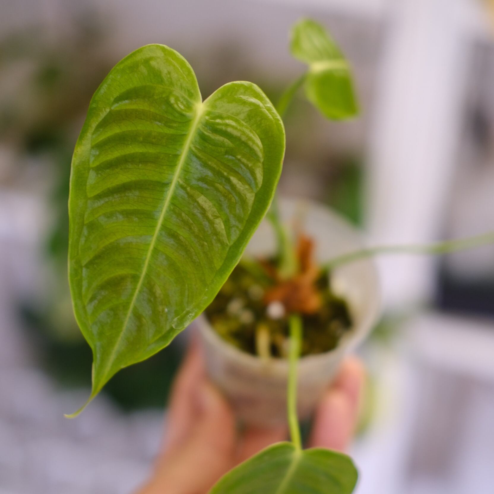 アンスリウム ベイチー （Anthurium veitchii） 南米輸入株 ベイチー