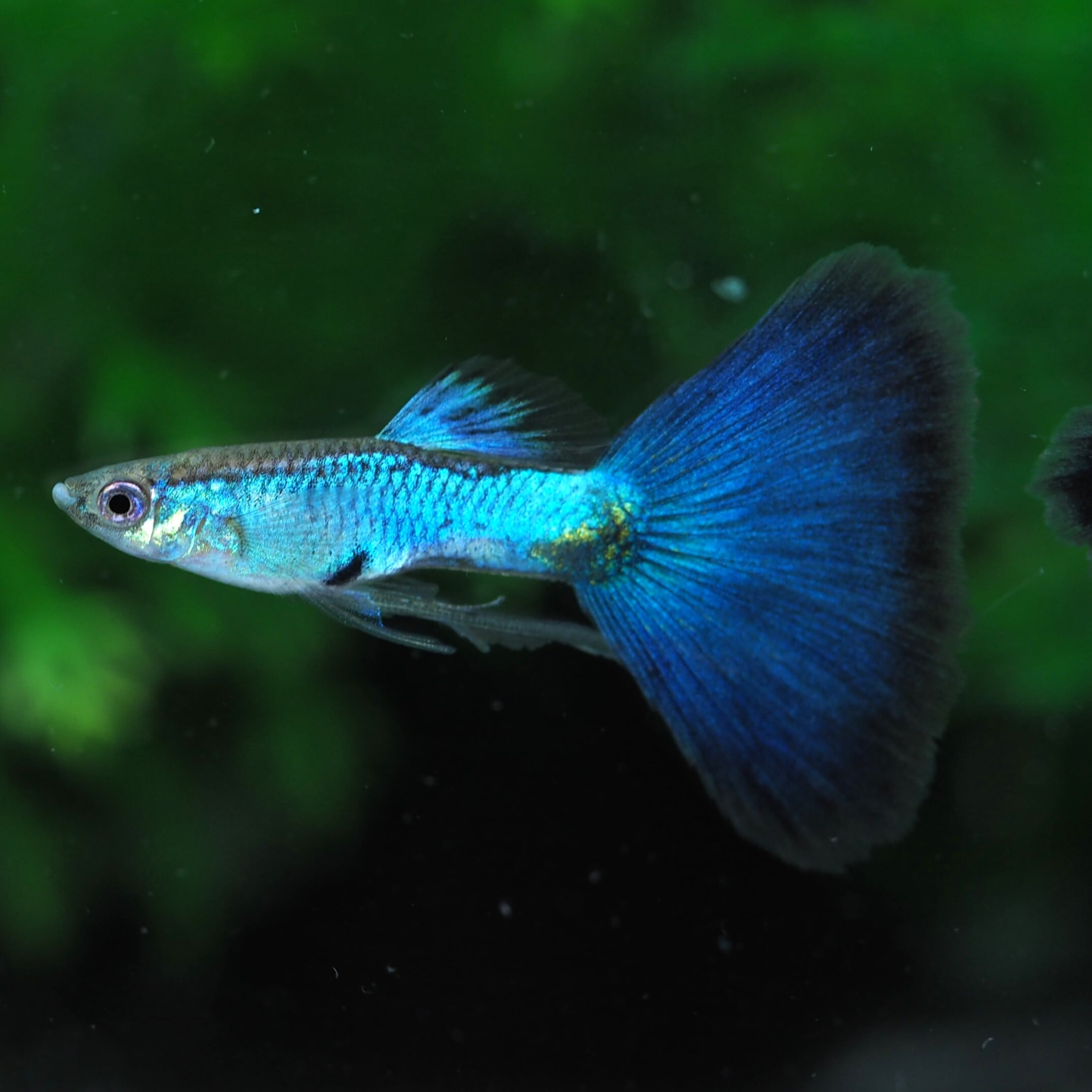 GUPPY | 伊豆グッピーファーム