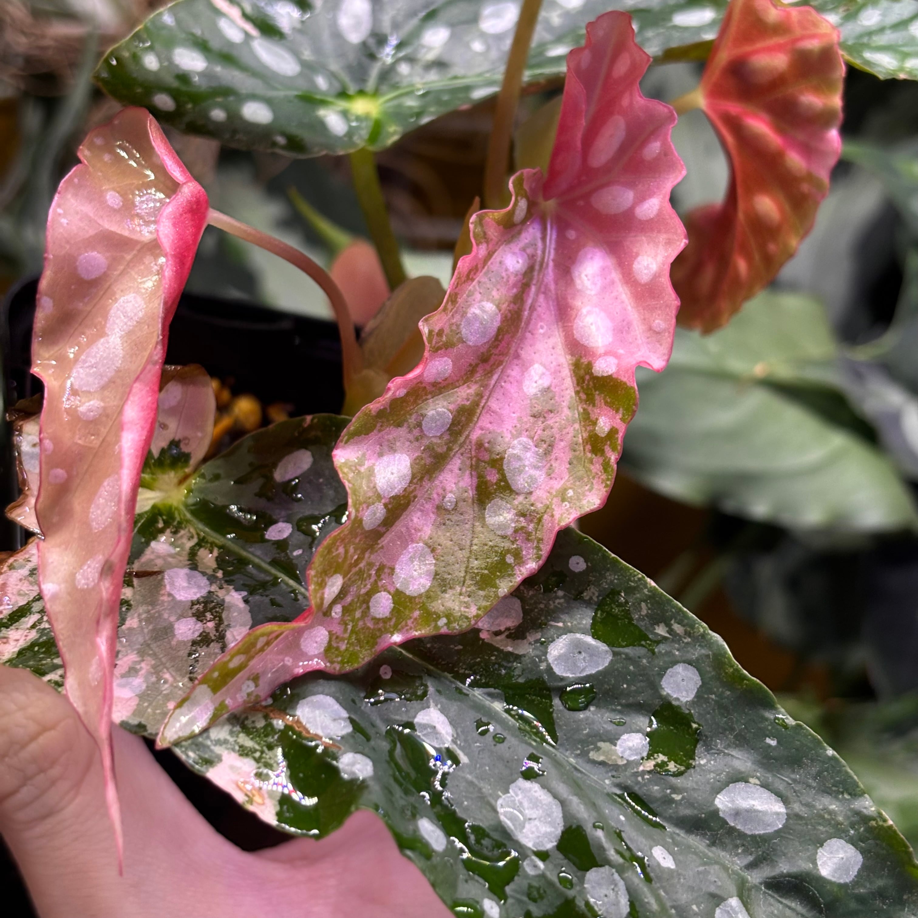 Begonia maculata 'Pink Variegated' ベゴニア マクラータ 斑入り
