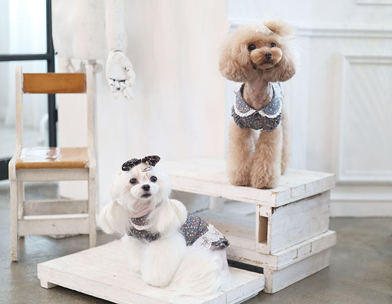 フラワーワンピース  /  犬服 ワンピース お出かけ 小型犬 中型犬 可愛い ドッグウェア 犬の服 ドレス お揃い