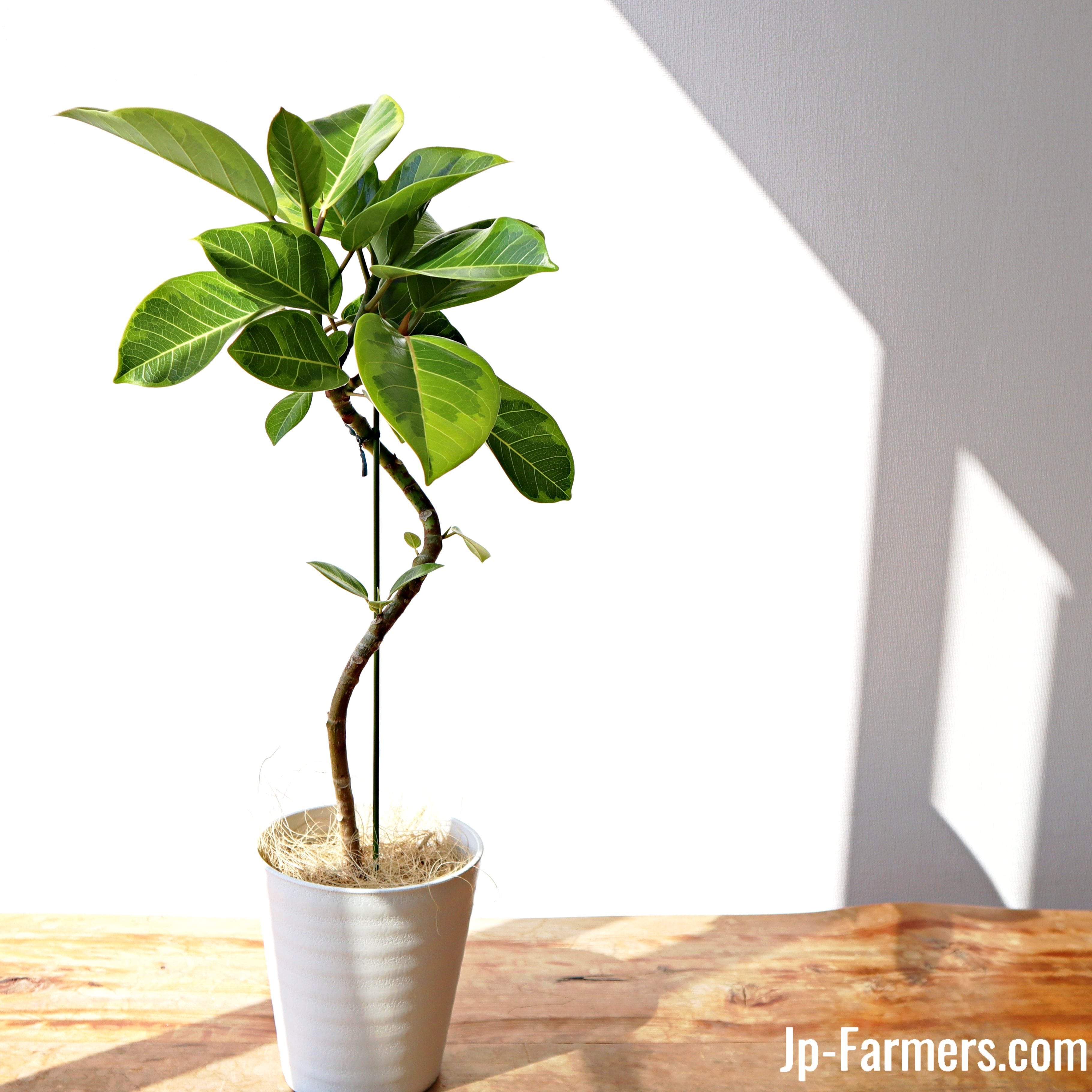 観葉植物　フィカス曲がり　アルテシマ　5号 | 新鮮お花問屋 Jp-Farmers.com