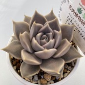 【現物商品】ECHEVERIA tobarensis,Tobar   原種 実生苗