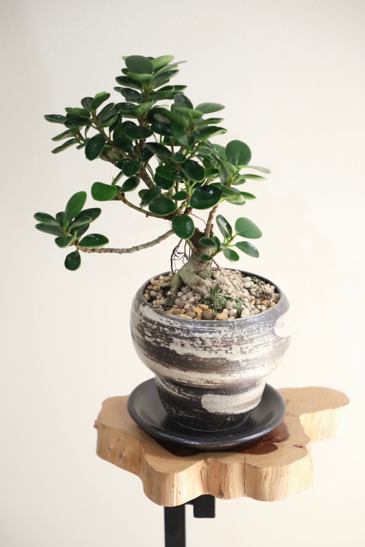 パンダガジュマル S】パンダガジュマル/Ficus microcarpa Panda ※陶器鉢付き