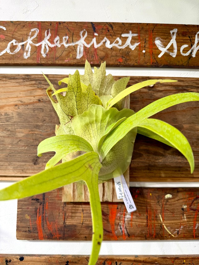 【ビカクシダ】ビフルカツム！大人気植物！久々の登場です！写真の現物配送です）