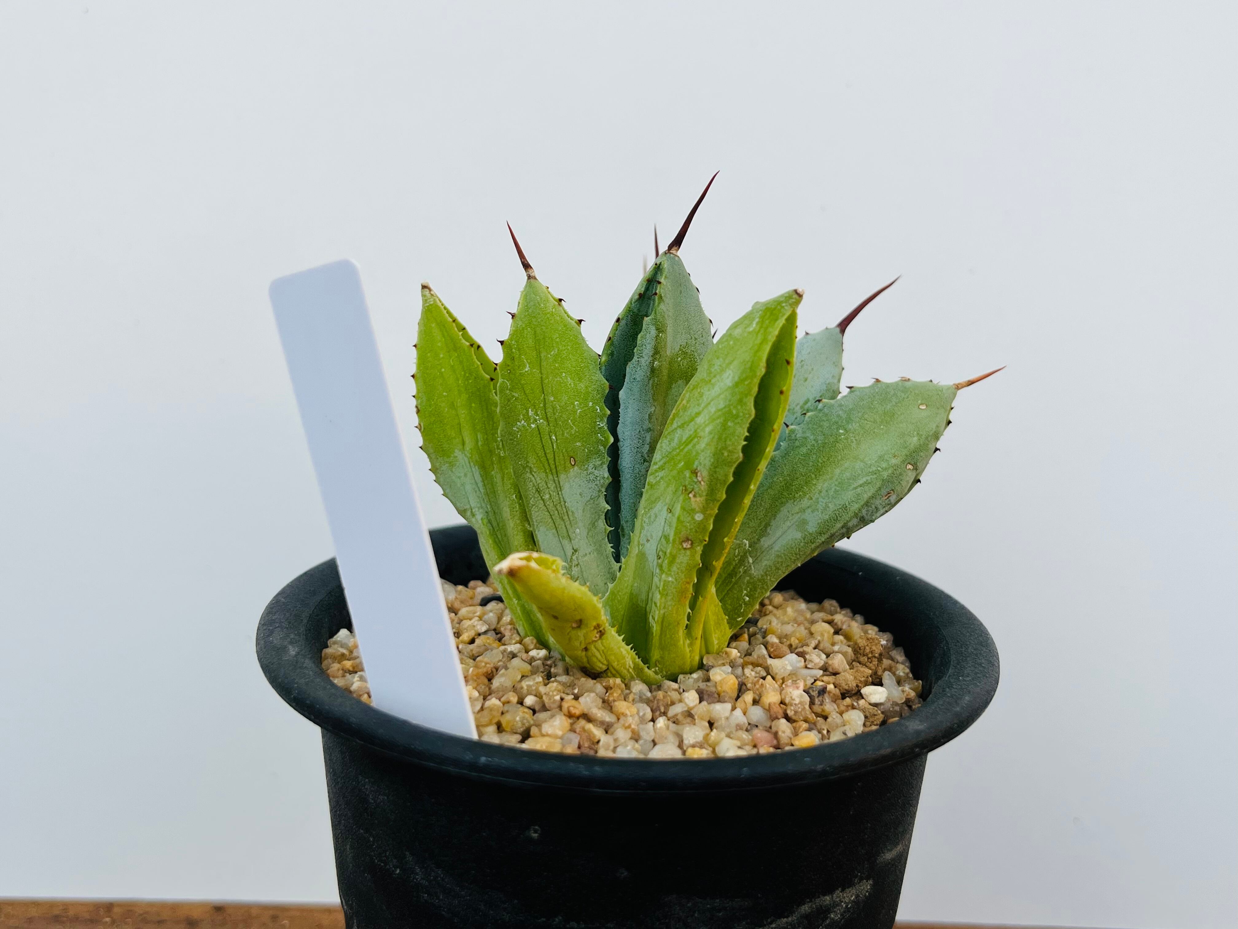 アガベ キュービック 多肉植物 ポタトラム | Agave potatorum RD 植物