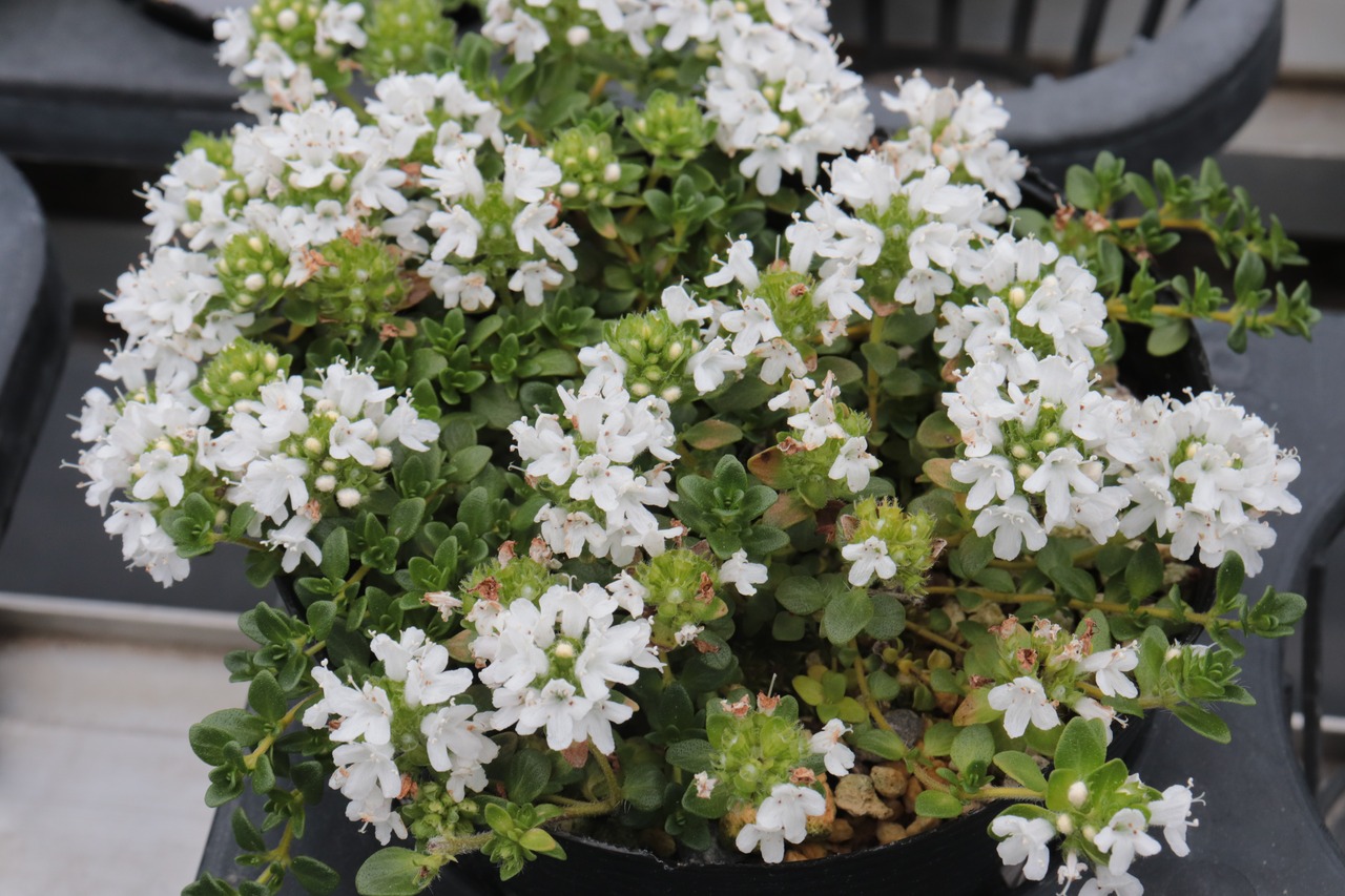 シロバナイブキジャコウソウ(白花伊吹麝香草)7.5〜9cm【山野草】の画像01