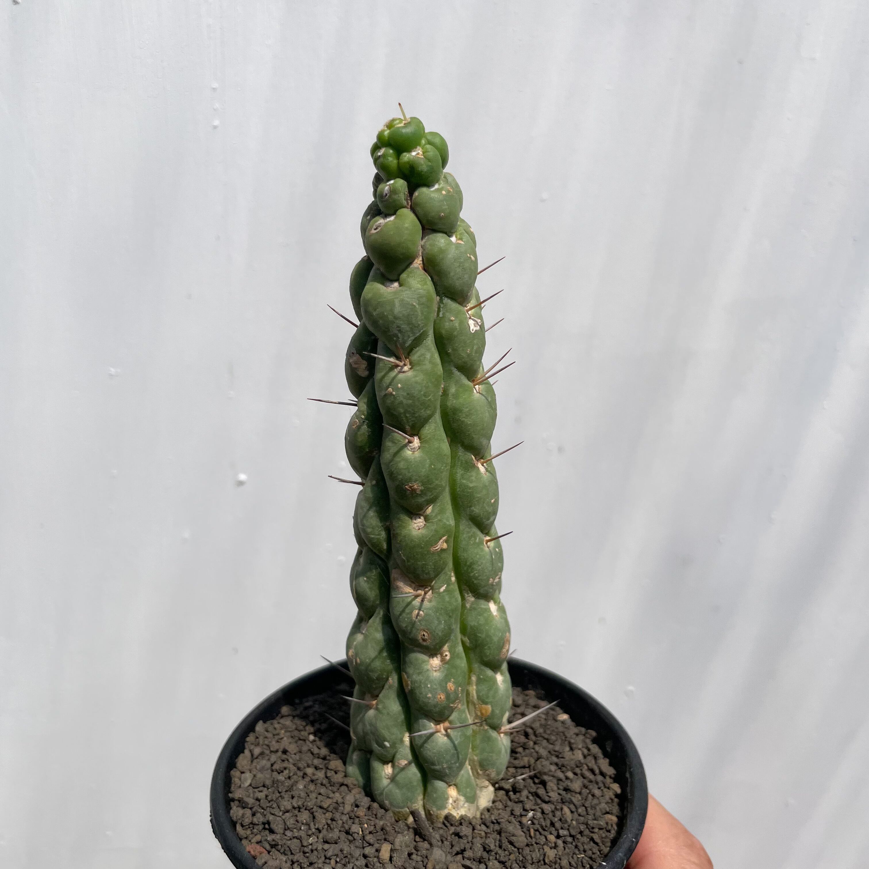 Eulychnia castanea f. spiralis 【ユーリキニア・カスタネア