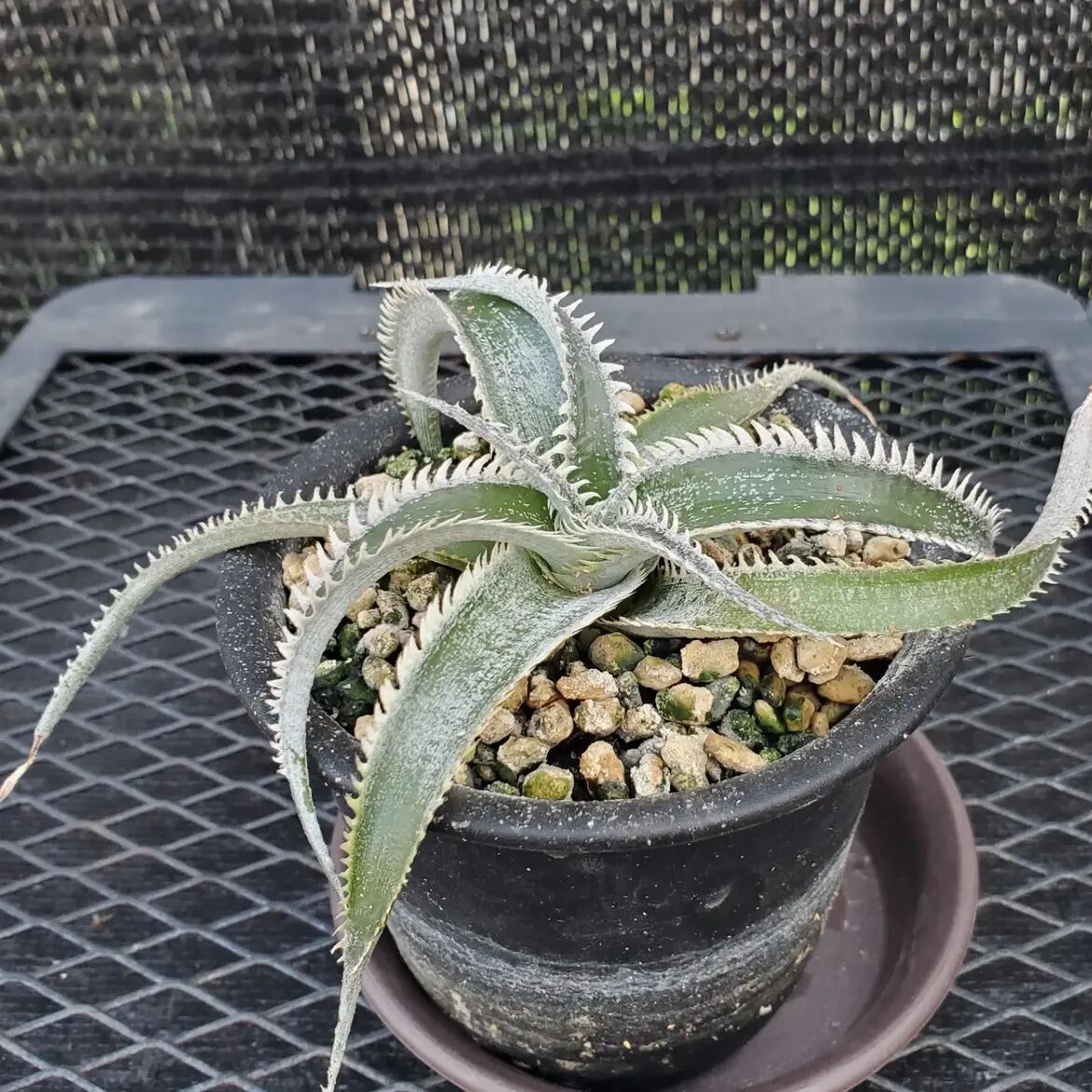 ディッキア ワサビ群生 F00647_Dyckia 'Wasabi' (BCR:13644)：ディッキア・ワサビ（子株