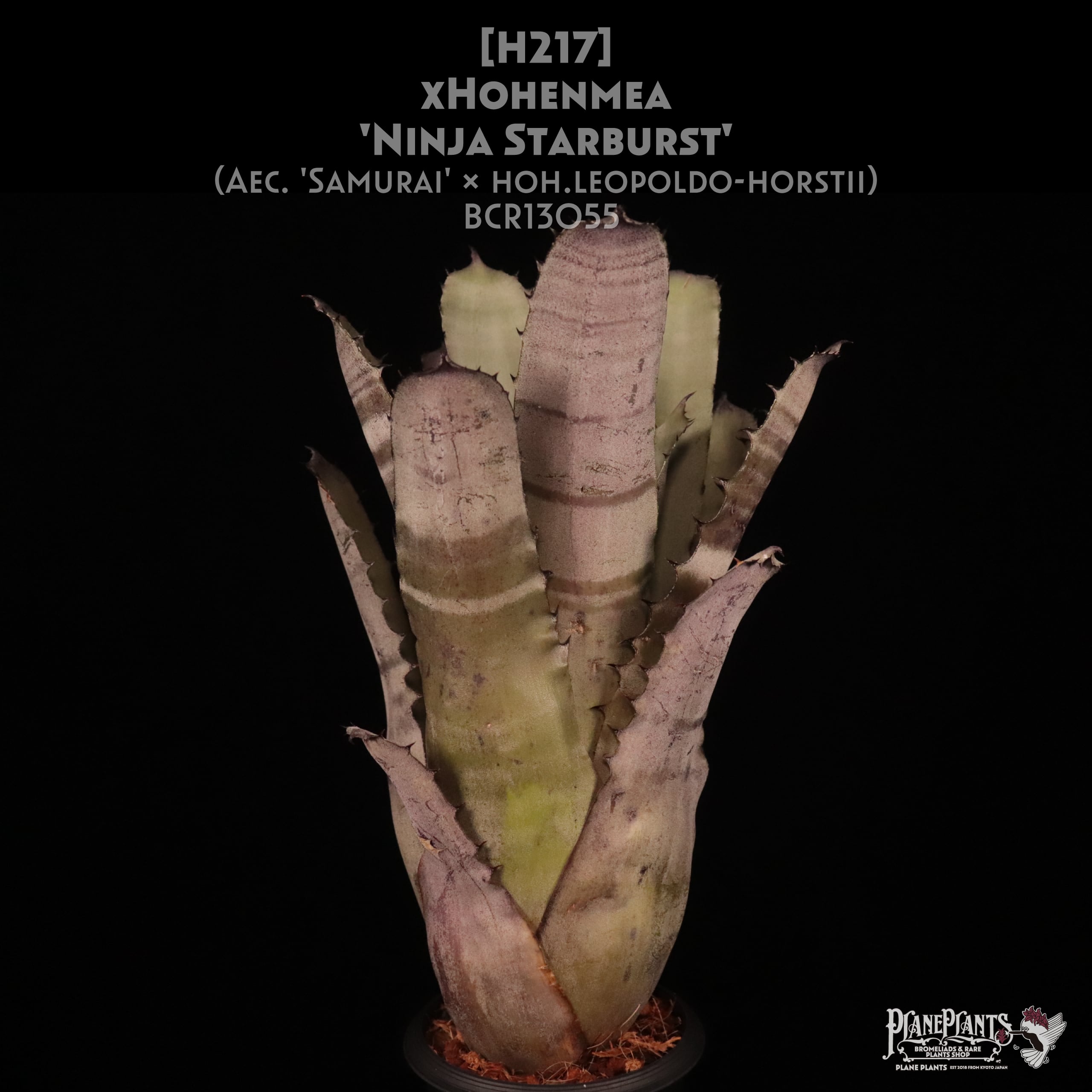 Hohenbergia | plane plants