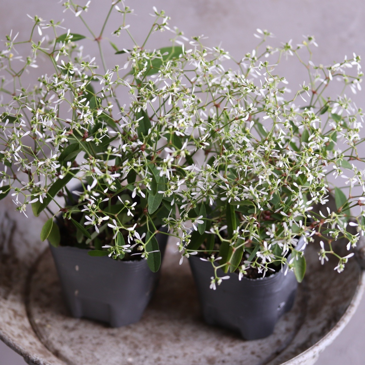 モンディマンシェ　ユーホルビアグラマー　寄せ植えに欠かせない｜白いお花　花期が長い　