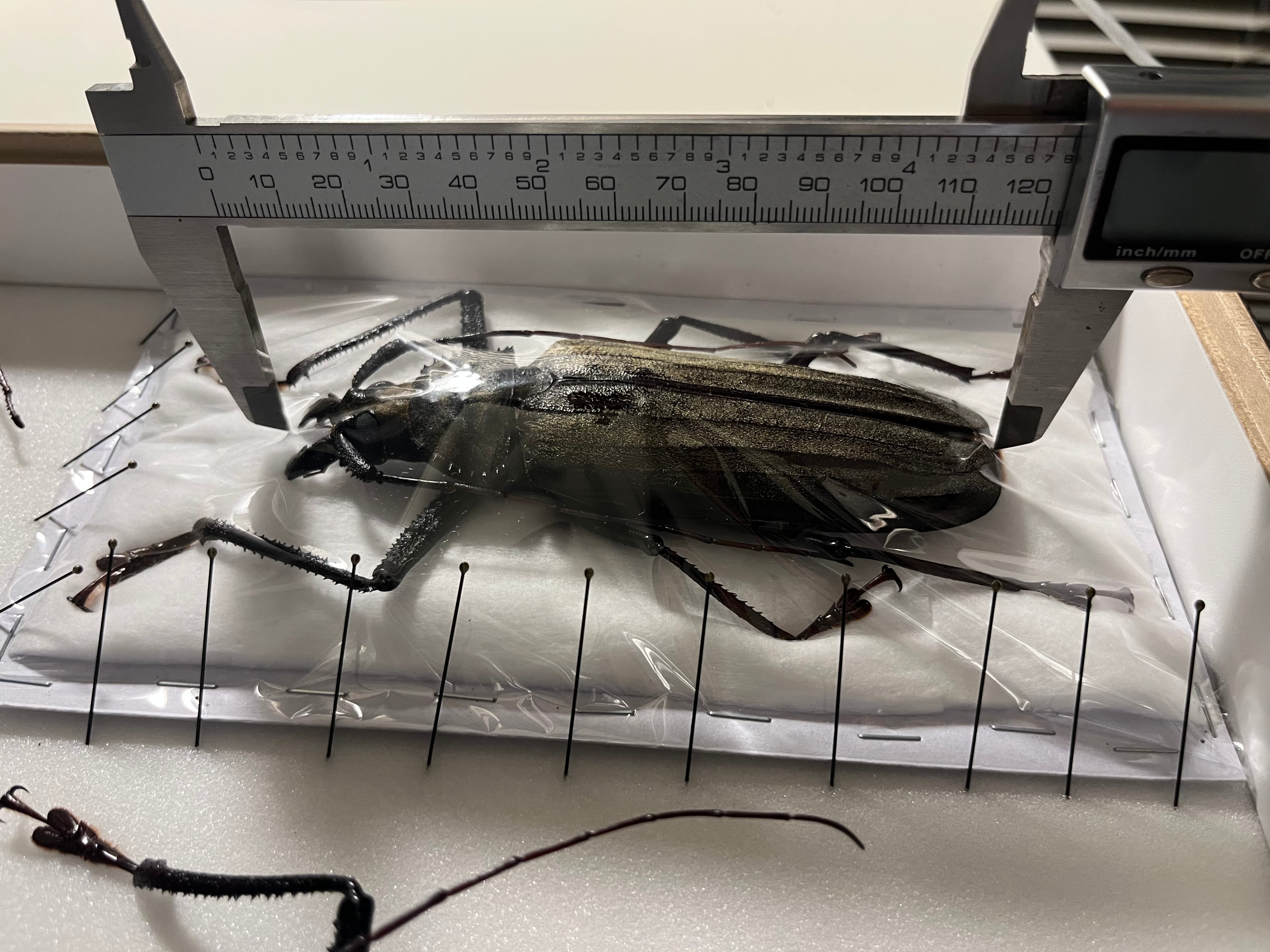 超希少　ウスバカミキリ　標本 　Xixuthrus granulipennis 123mm】スジバネトゲフチオオウスバカミキリ ブルウスバカミキリ