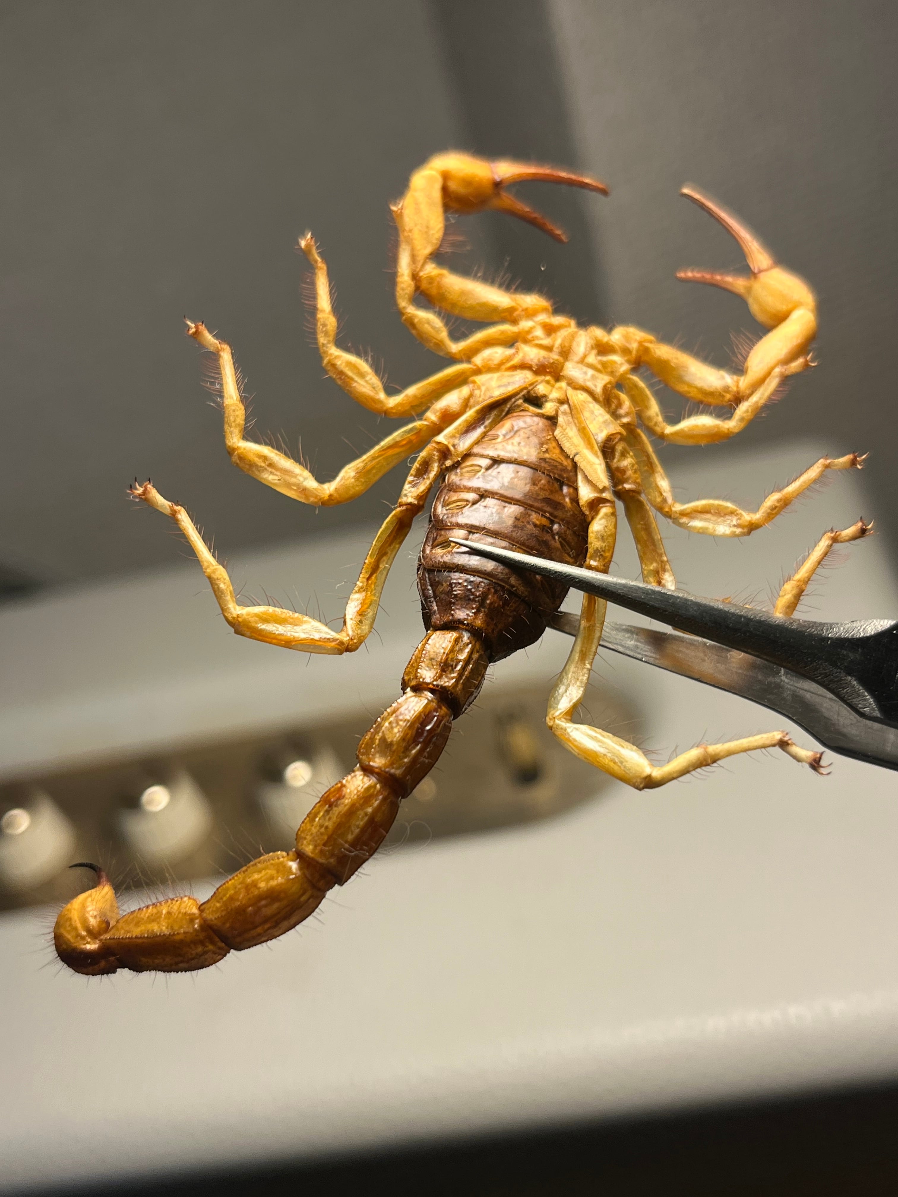 【蠍標本】Hottentotta属のキョクトウサソリ？or デザートヘアリー 蠍標本】Hottentotta属のキョクトウサソリ？or デザートヘアリー
