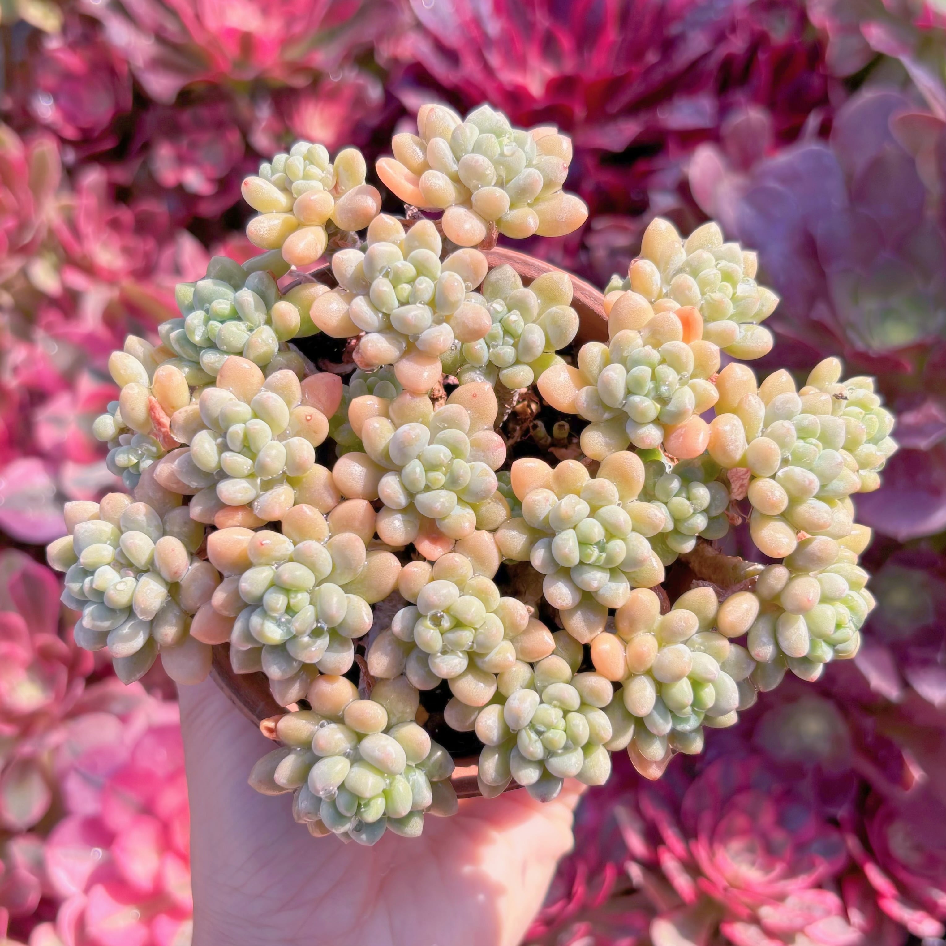 現品　キャビア#648　群生　新入荷　るる農園