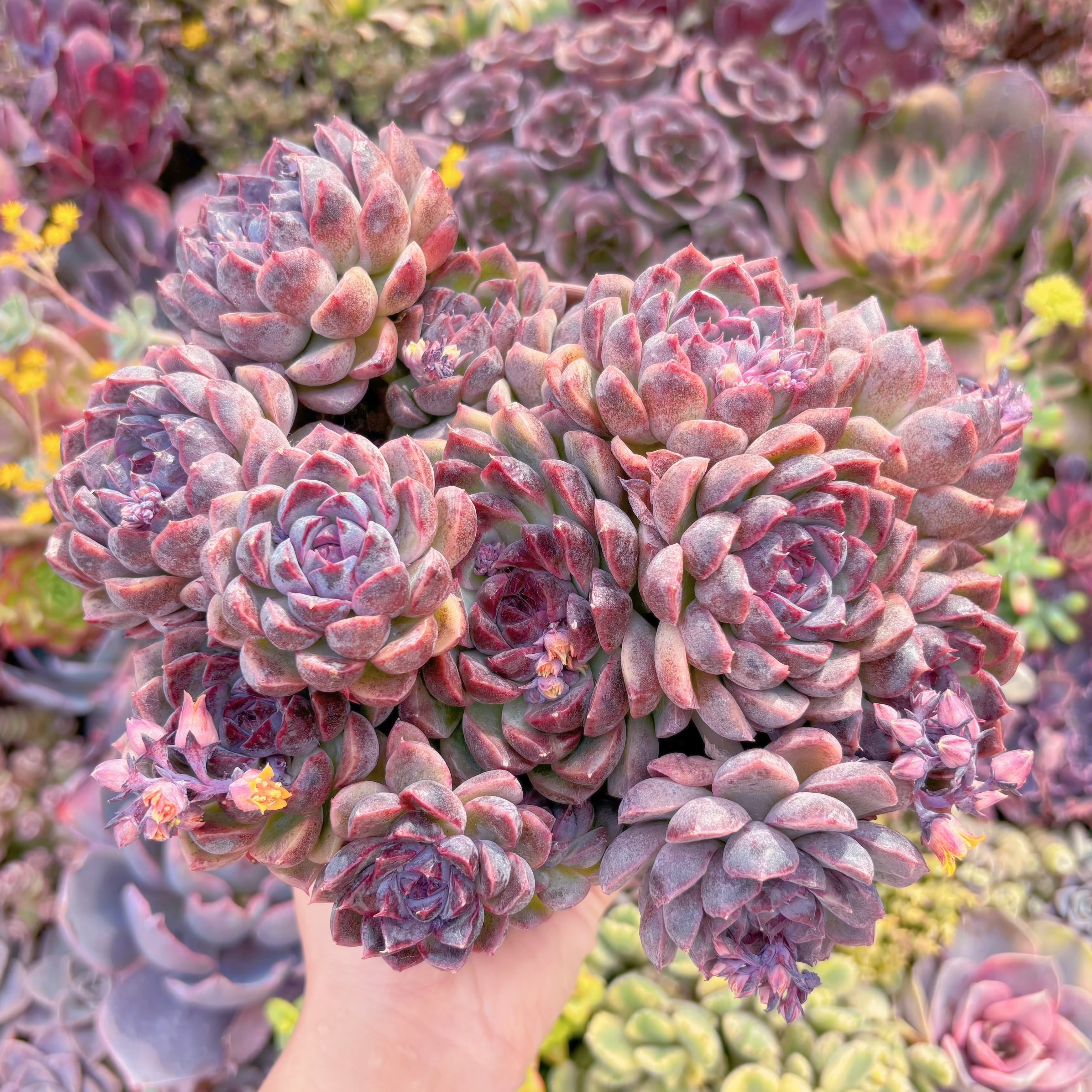 現品　ブラックベア#A074　特大群生　るる農園