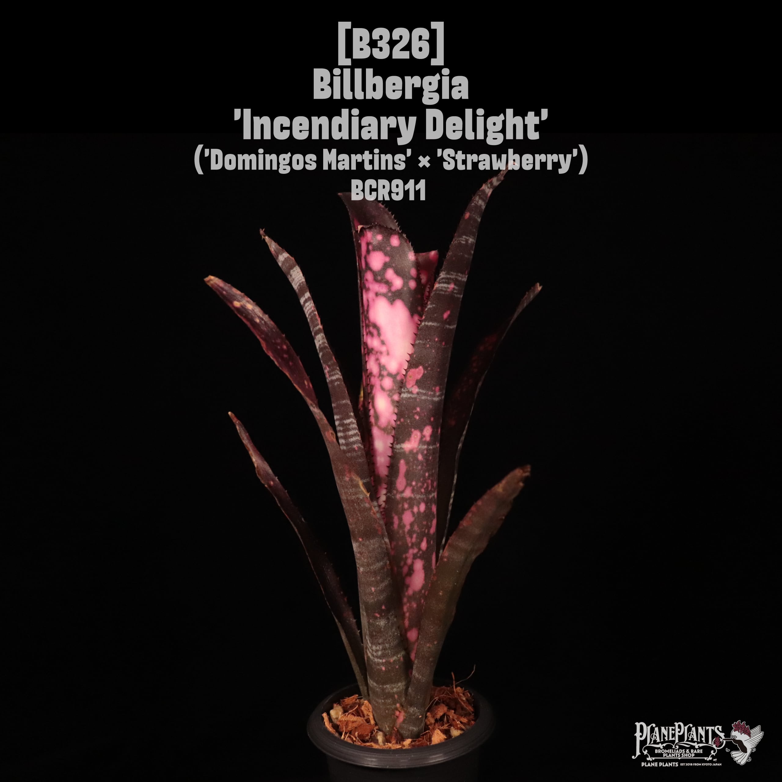 Billbergia 'Incendiary Delight'〔ビルベルギア〕B326