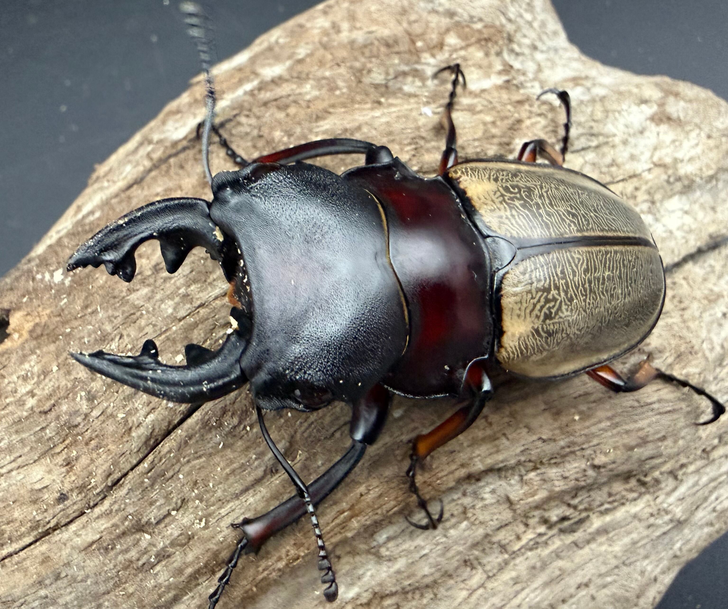 220mm程】ダイオウサソリ エンペラースコーピオンムカデセンチピード