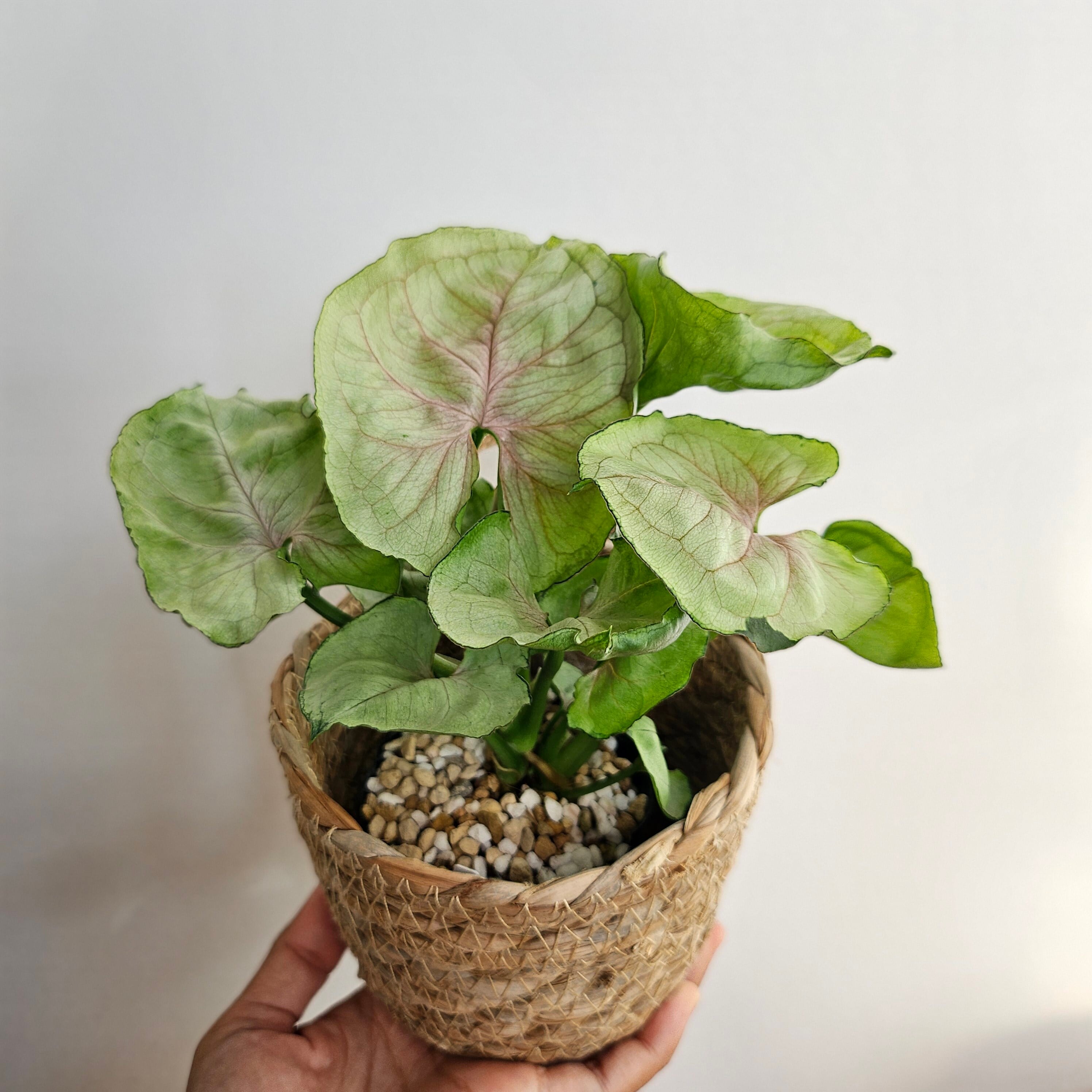 観葉植物 | riifushop 観葉植物 | riifushop