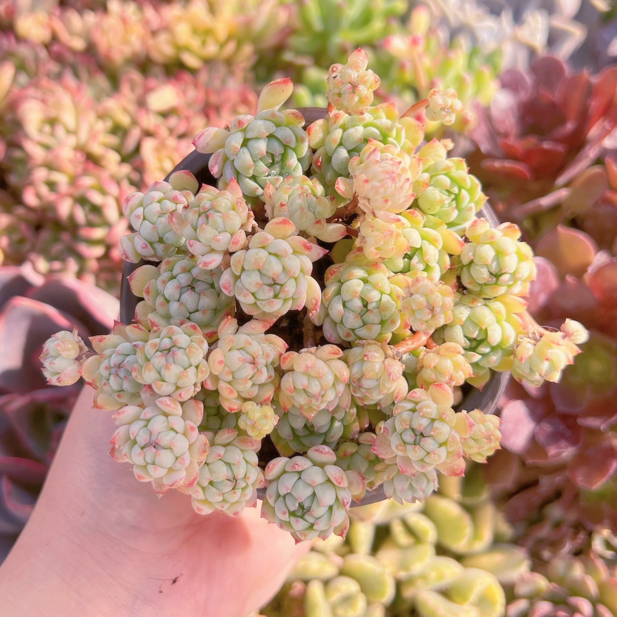 現品　グロブローサxブルーミニマ#M186　るる農園