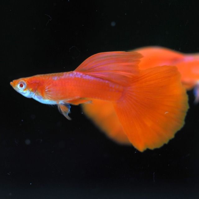 【セール】RREAフルレッド　2ペア＋おまけ2ペア＋種親メス1匹