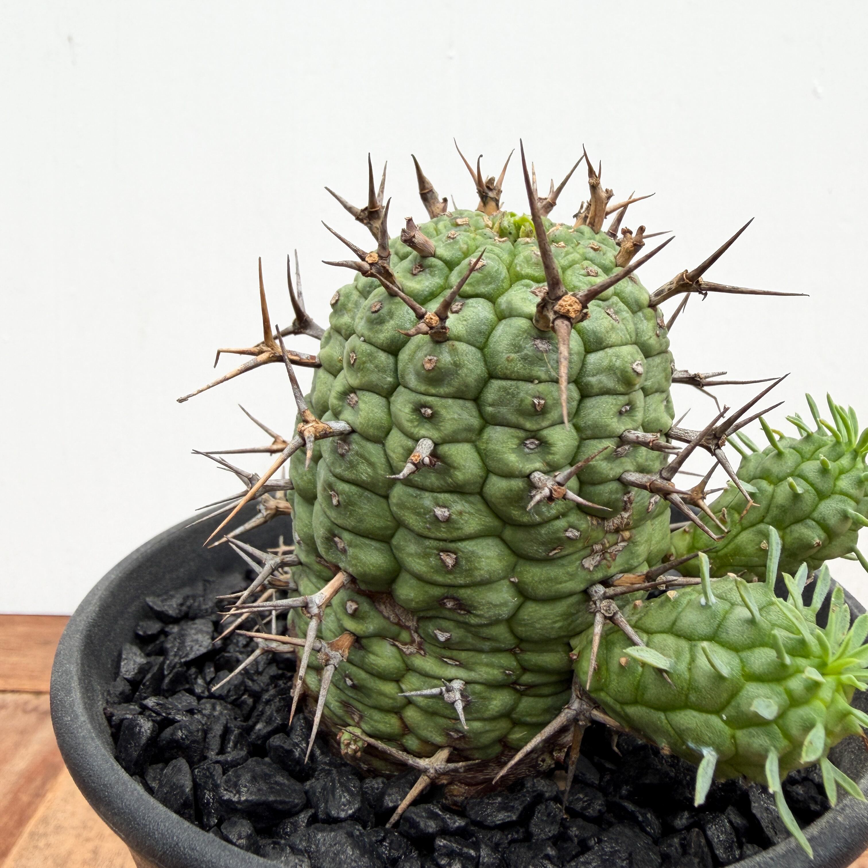 Euphorbia Stellispina【ユーフォルビア・群星冠・ステリスピナ