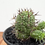 Euphorbia Stellispina【ユーフォルビア・群星冠・ステリスピナ】