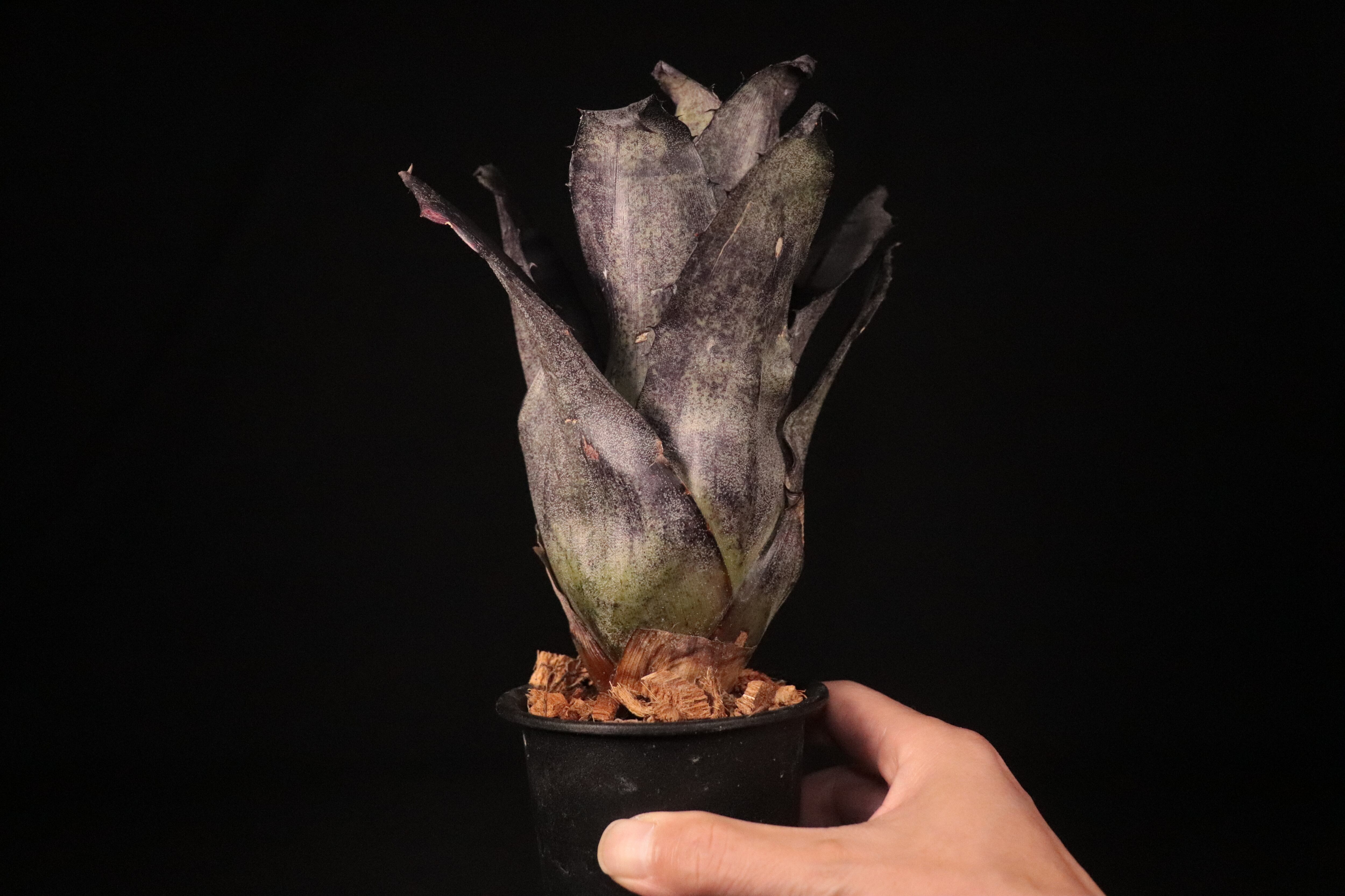 送料無料】 Hohenbergia leopoldo-horstii Black form
