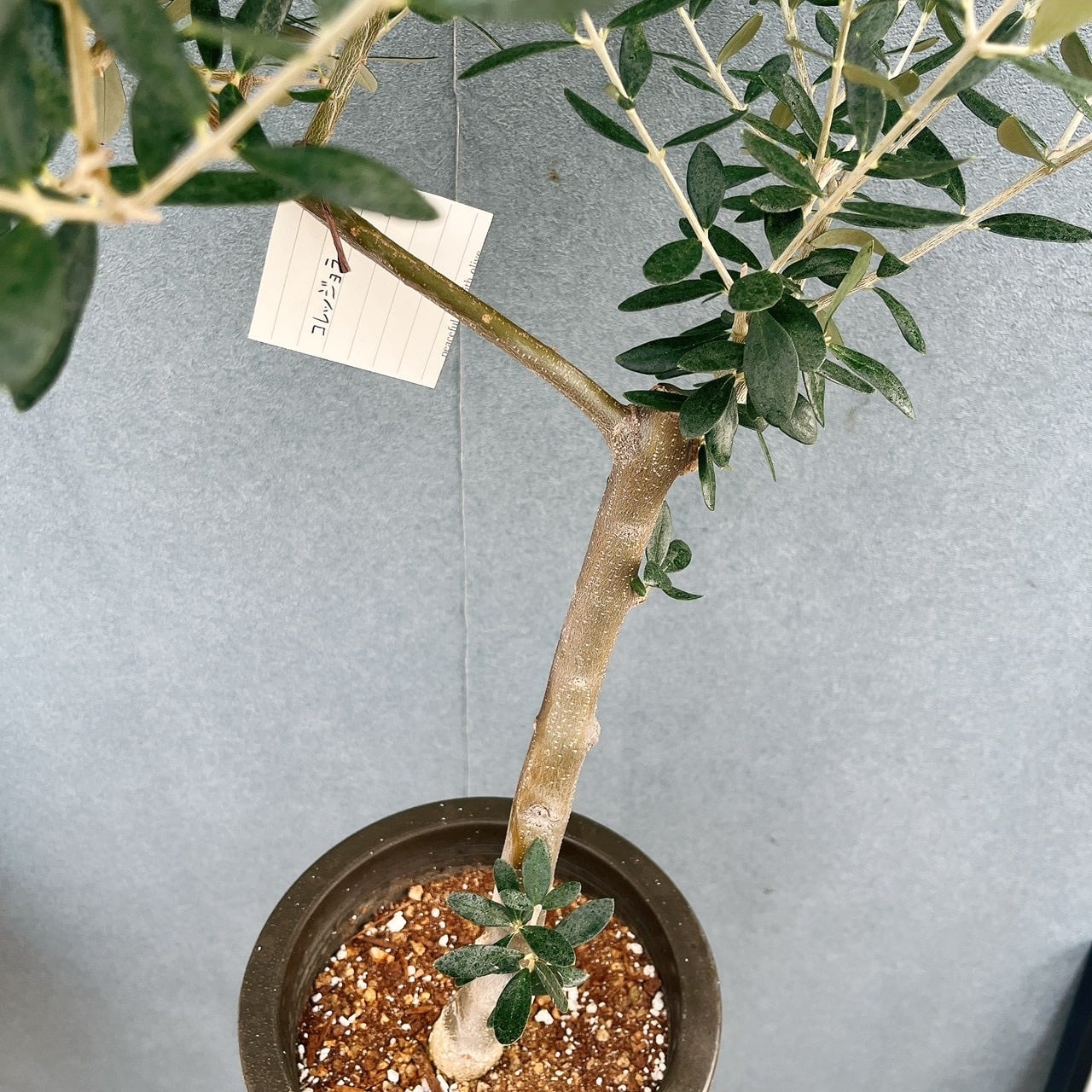 現品］☆初入荷☆ 29番 創樹 オリーブ コレッジョラ 6号 観葉植物