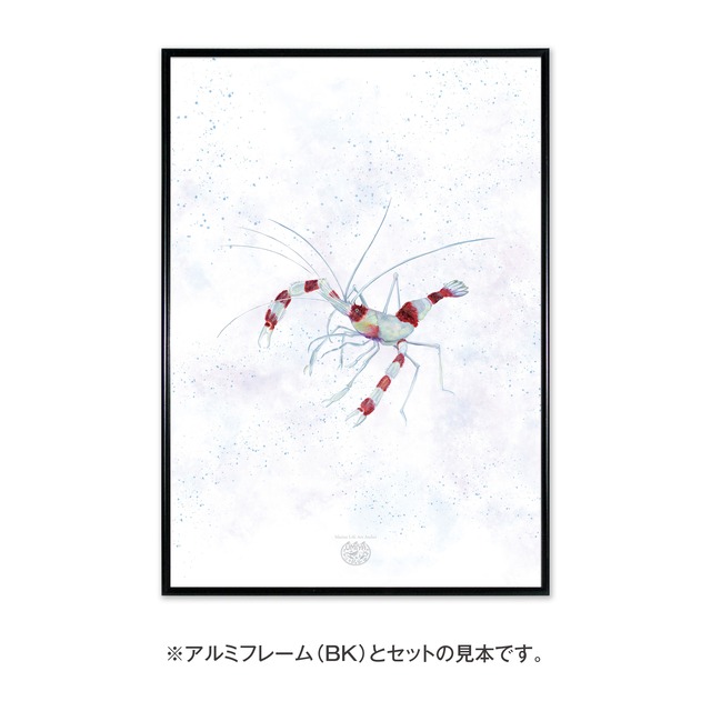 【海のいきものアートポスター／無脊椎動物】オトヒメエビ