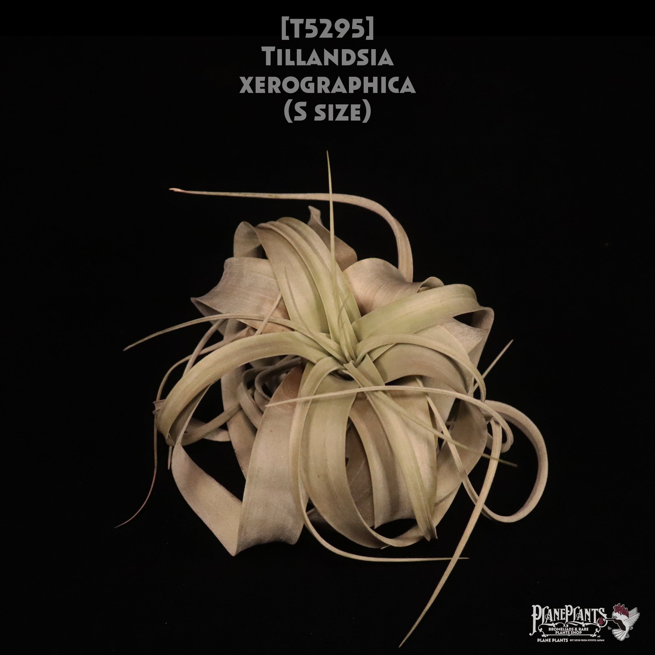 【送料無料】xerographica S〔エアプランツ〕現品発送T5295