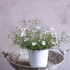 ニーレンベルギア｜夏にオススメお花｜ふんわり広がる希少なお花｜モンディマンシェ