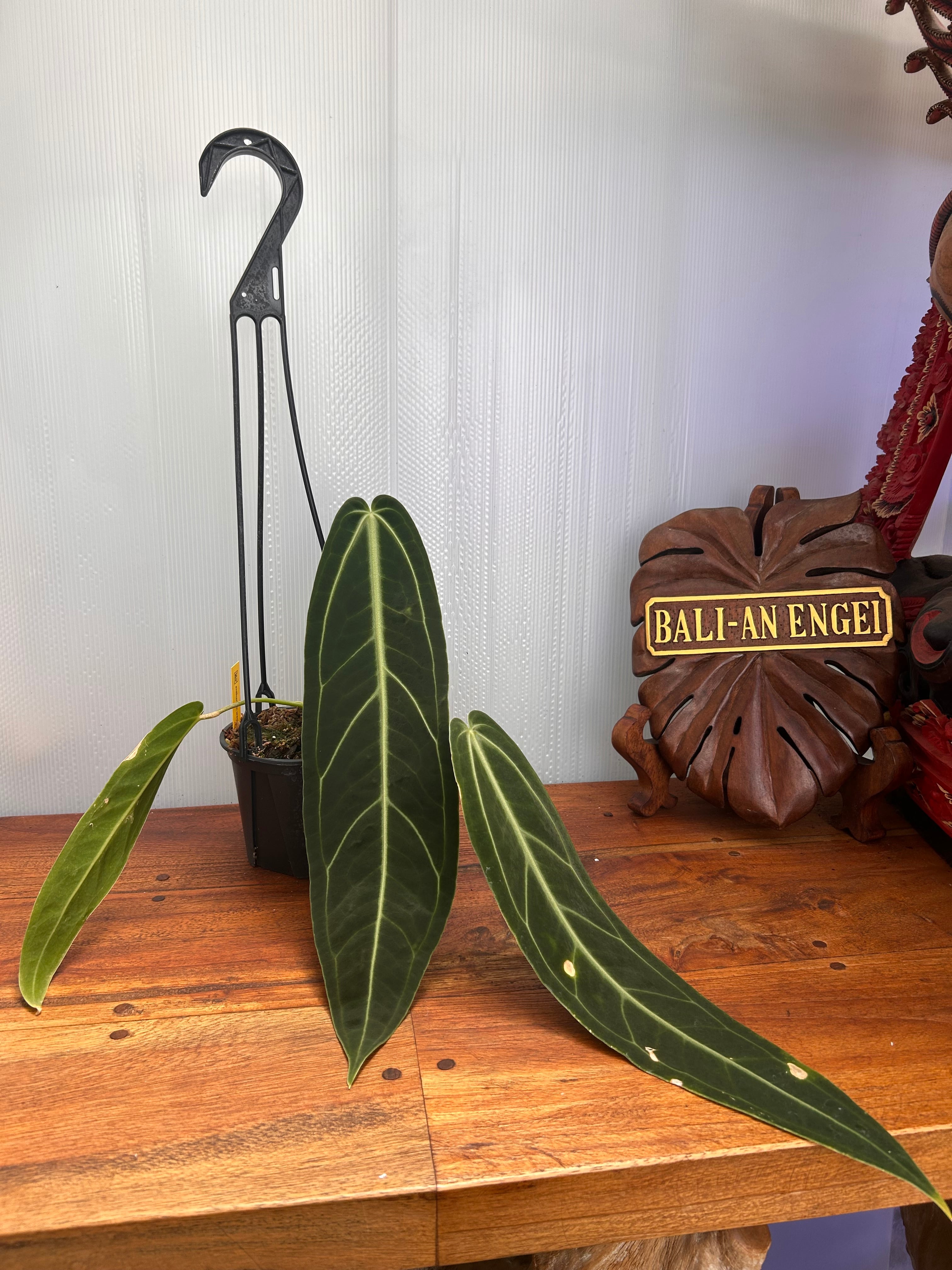 Anthurium | BALI-AN 園芸