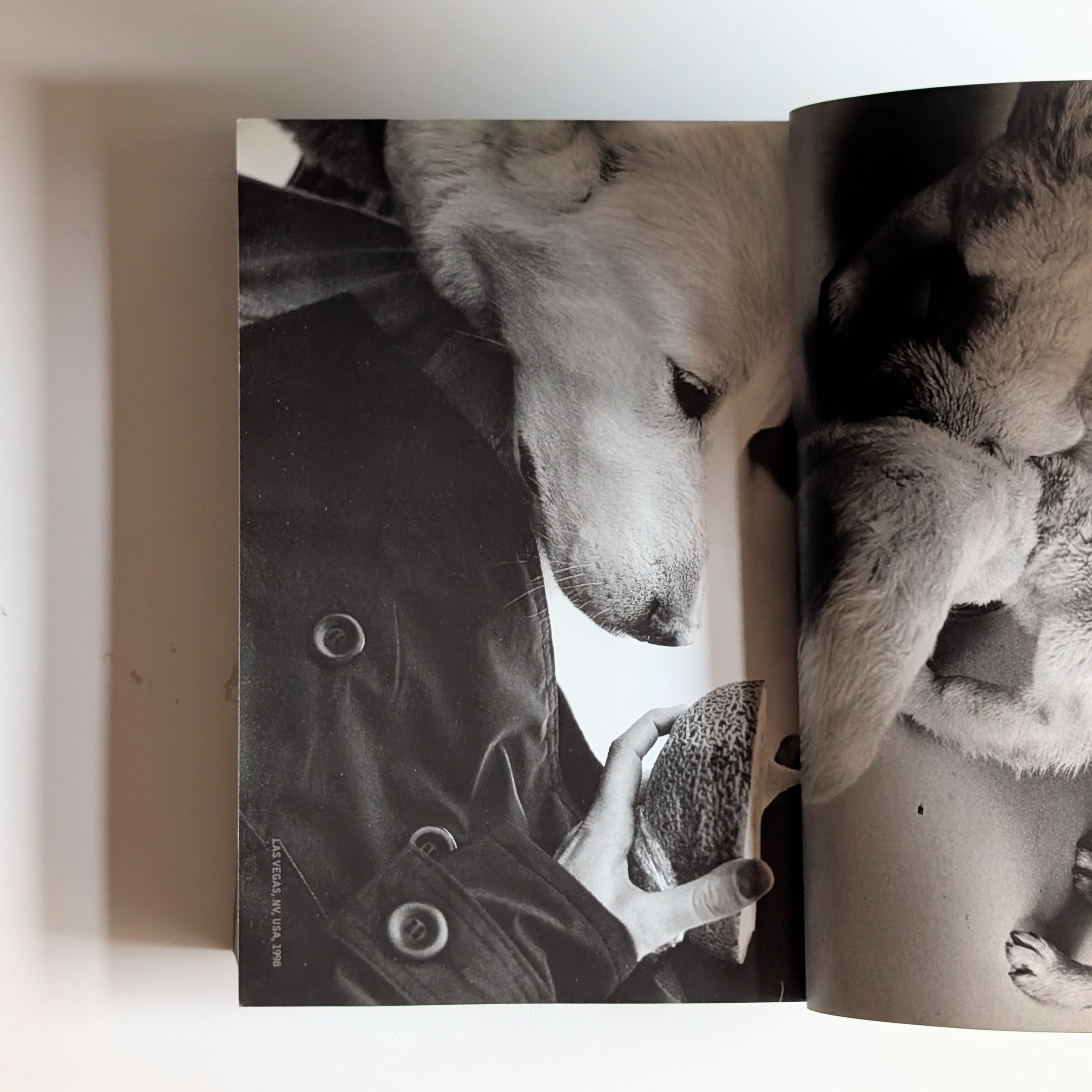 DOG DOGS/ELLIOTT ERWITT | イヌグラシ