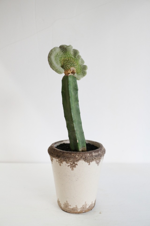 ペレキフォラ・精巧丸綴化 | jujumaru WEBSHOP