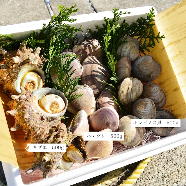 2026年2月6日（金）発送【厳選】国産ハマグリ・サザエ・ホンビノス三種詰め合わせセット