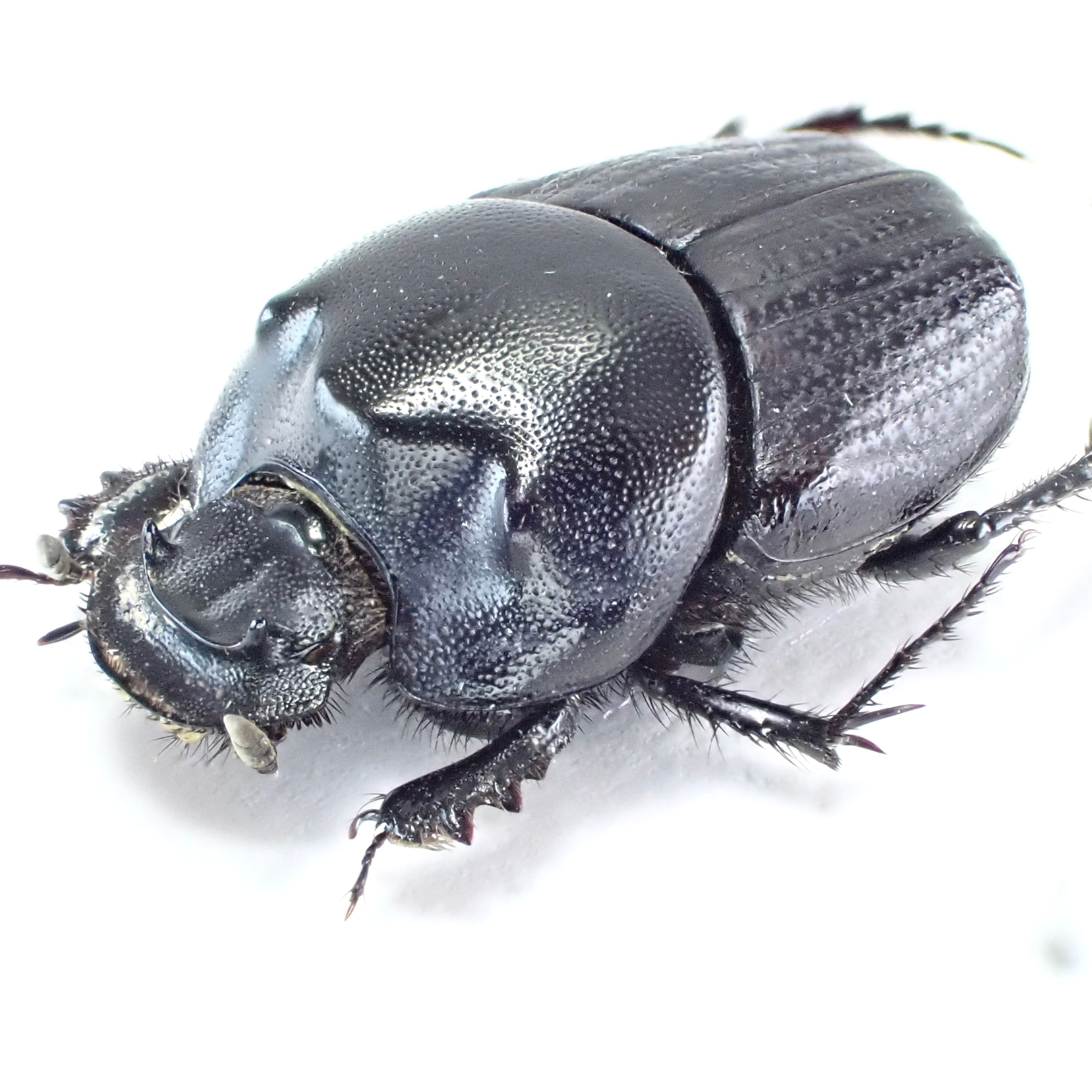 ウズベキスタン産 Onthophagus amyntas ♂♀ 12mm/11mm XL | 昆虫標本