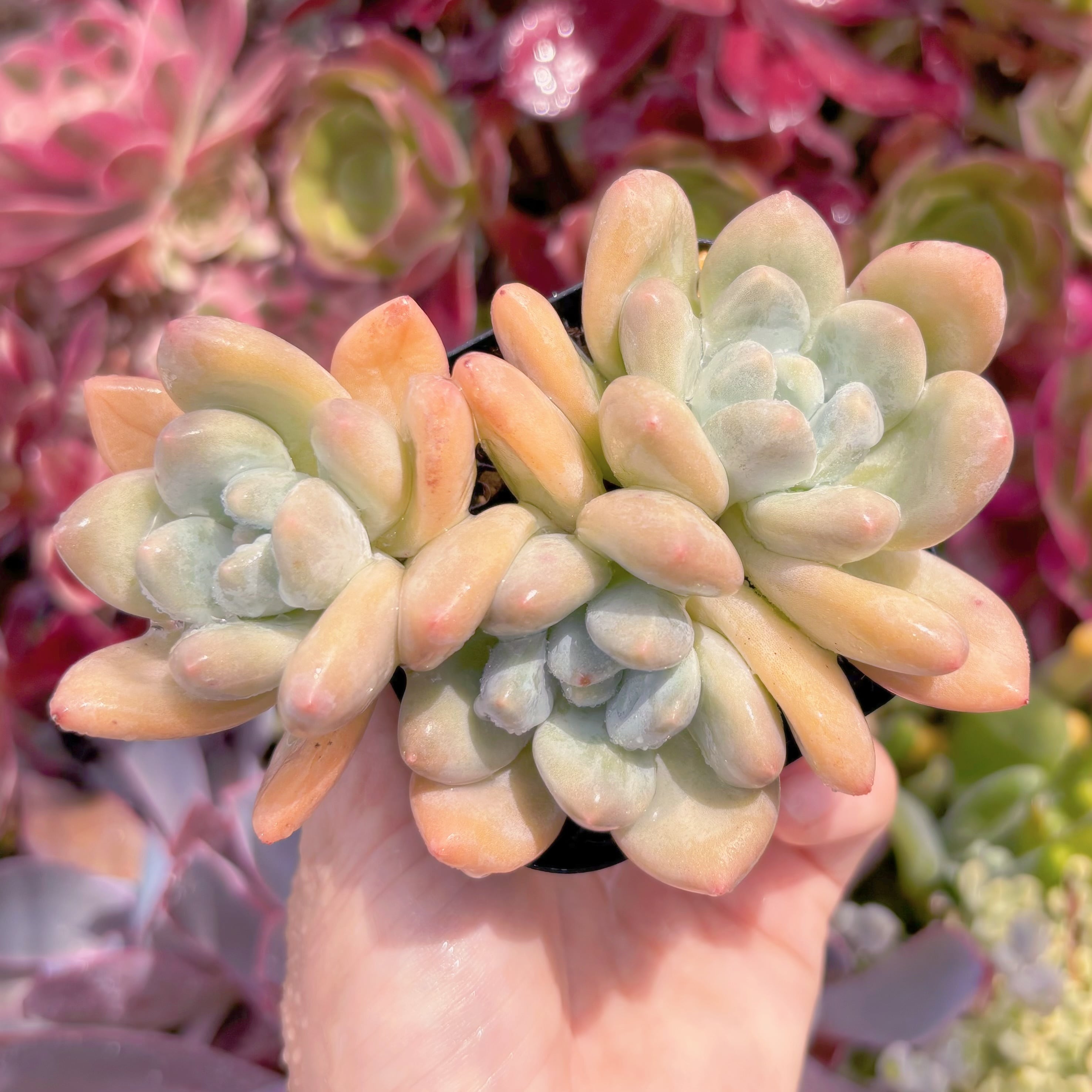 現品　香水#F044　群生　新入荷