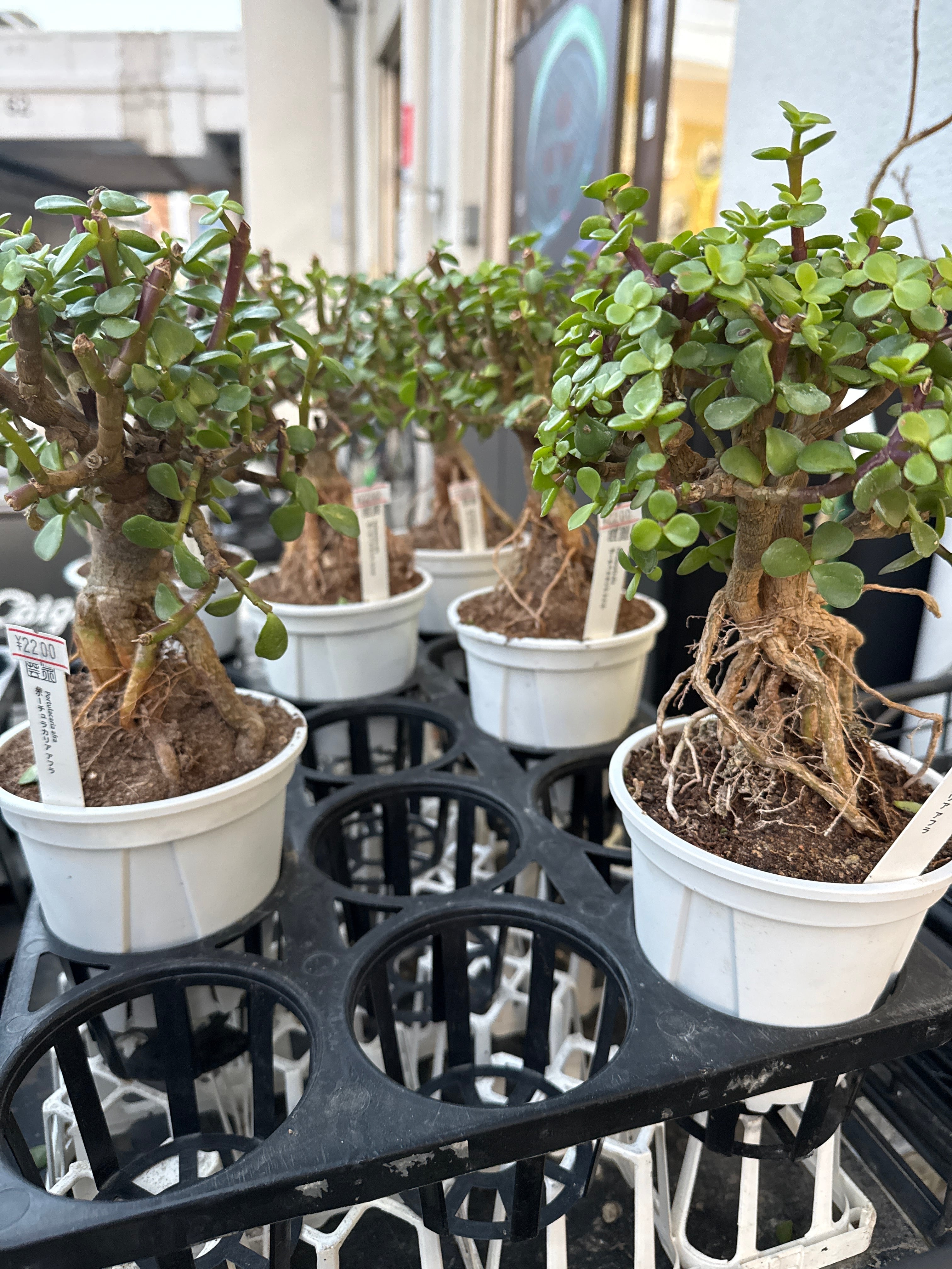 ポーチュラカリア アフラ | Gardenえん 【観葉熱帯植物】