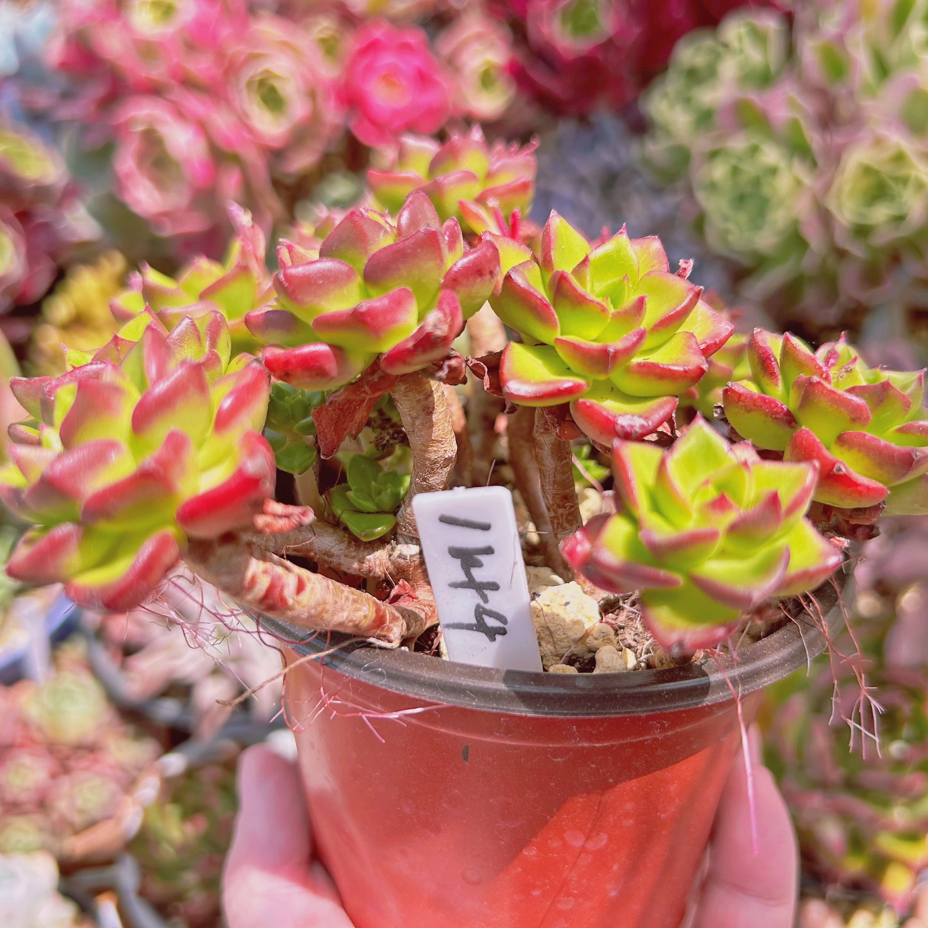 1149現物 多肉植物 レティジア 特大 | るる農園~多肉植物専門