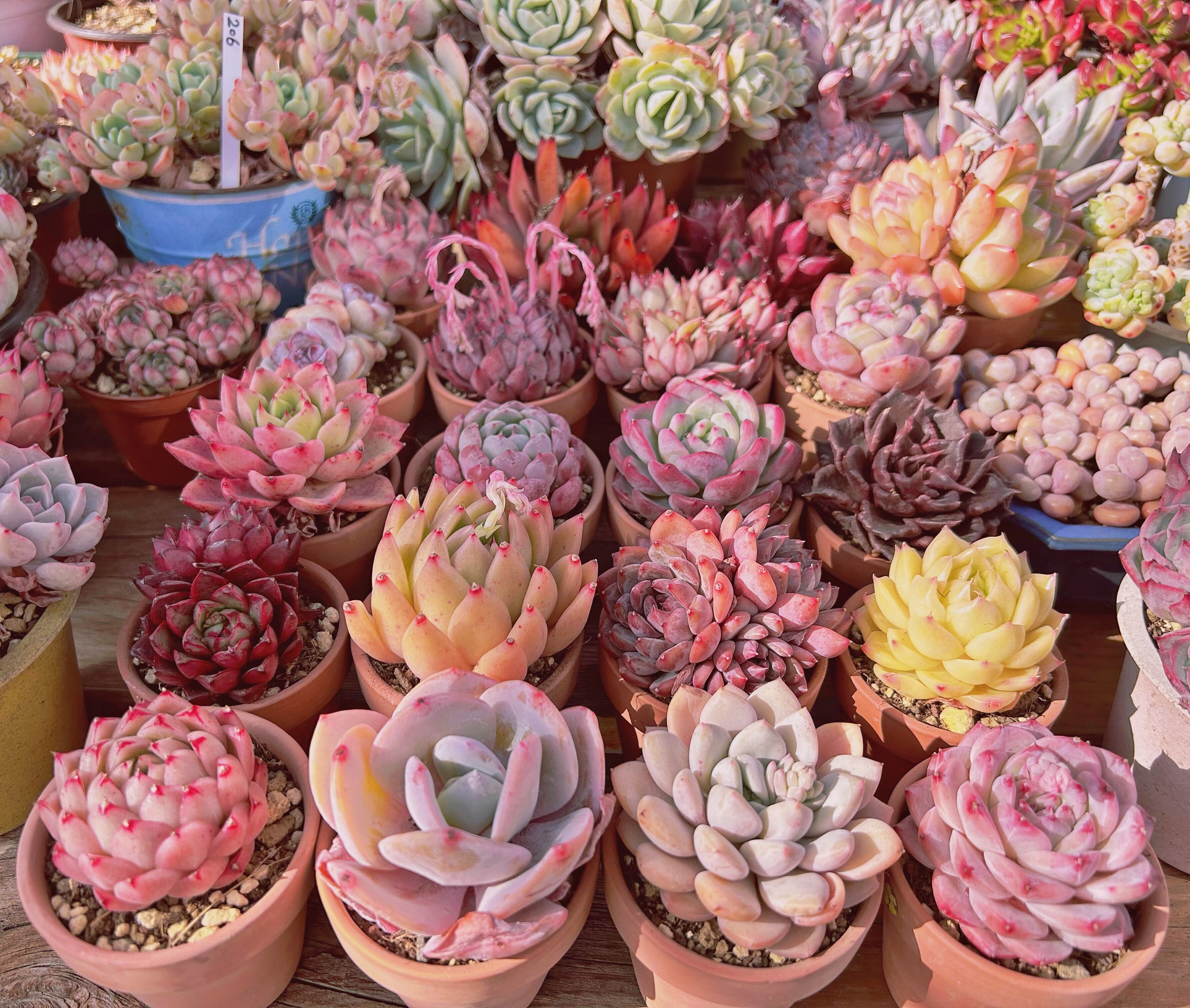 ⭐️るるお得セット⭐️6苗入り | るる農園~多肉植物専門