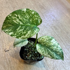 Monstera deliciosa Mint モンステラ・デリシオーサ ミント2寸ポリポット