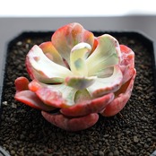 カット苗 ビヨンセ虹錦 Echeveria 'Beyonce'