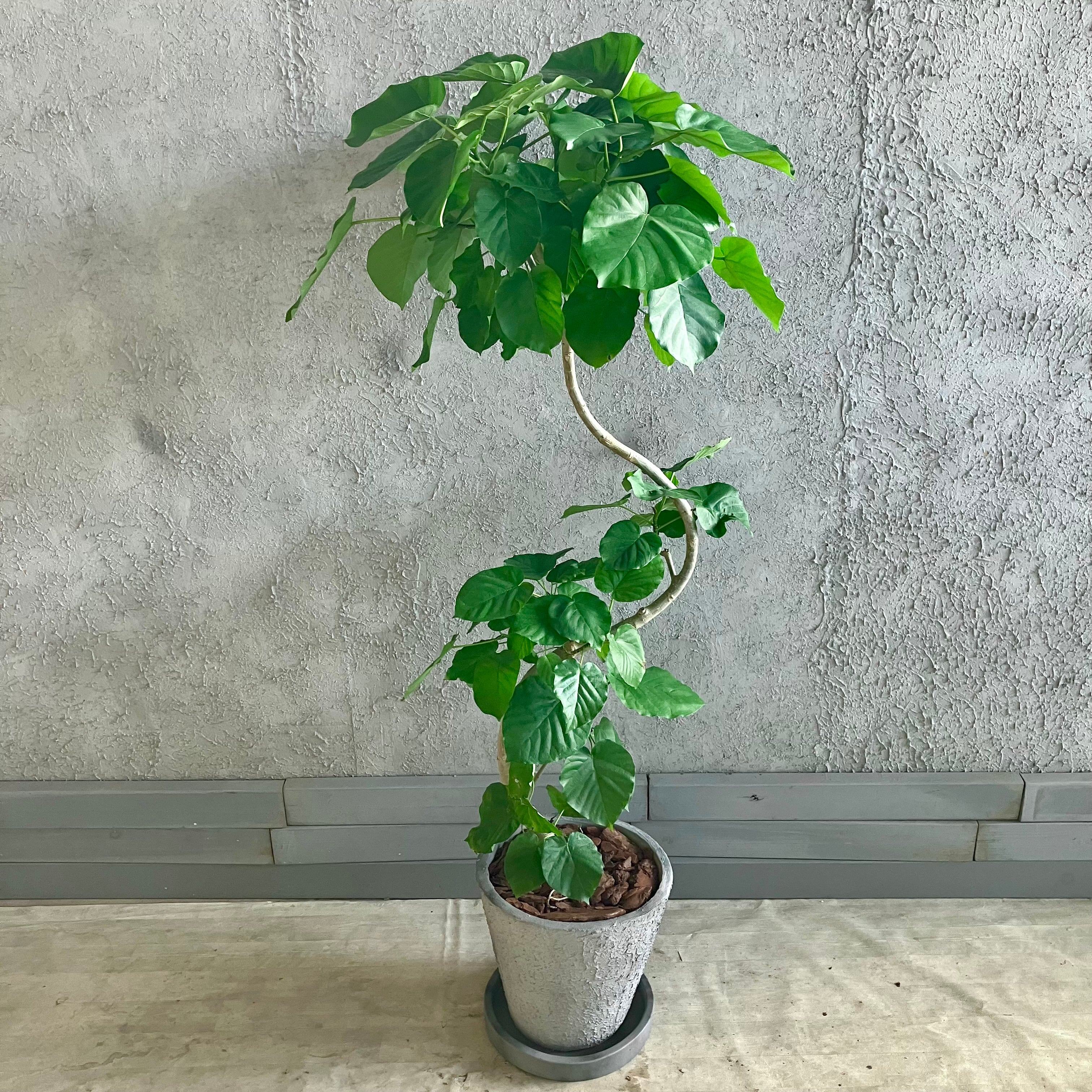 特大 幹太 フィカス ウンベラータ S字仕立て 陶器鉢 植え込み発送