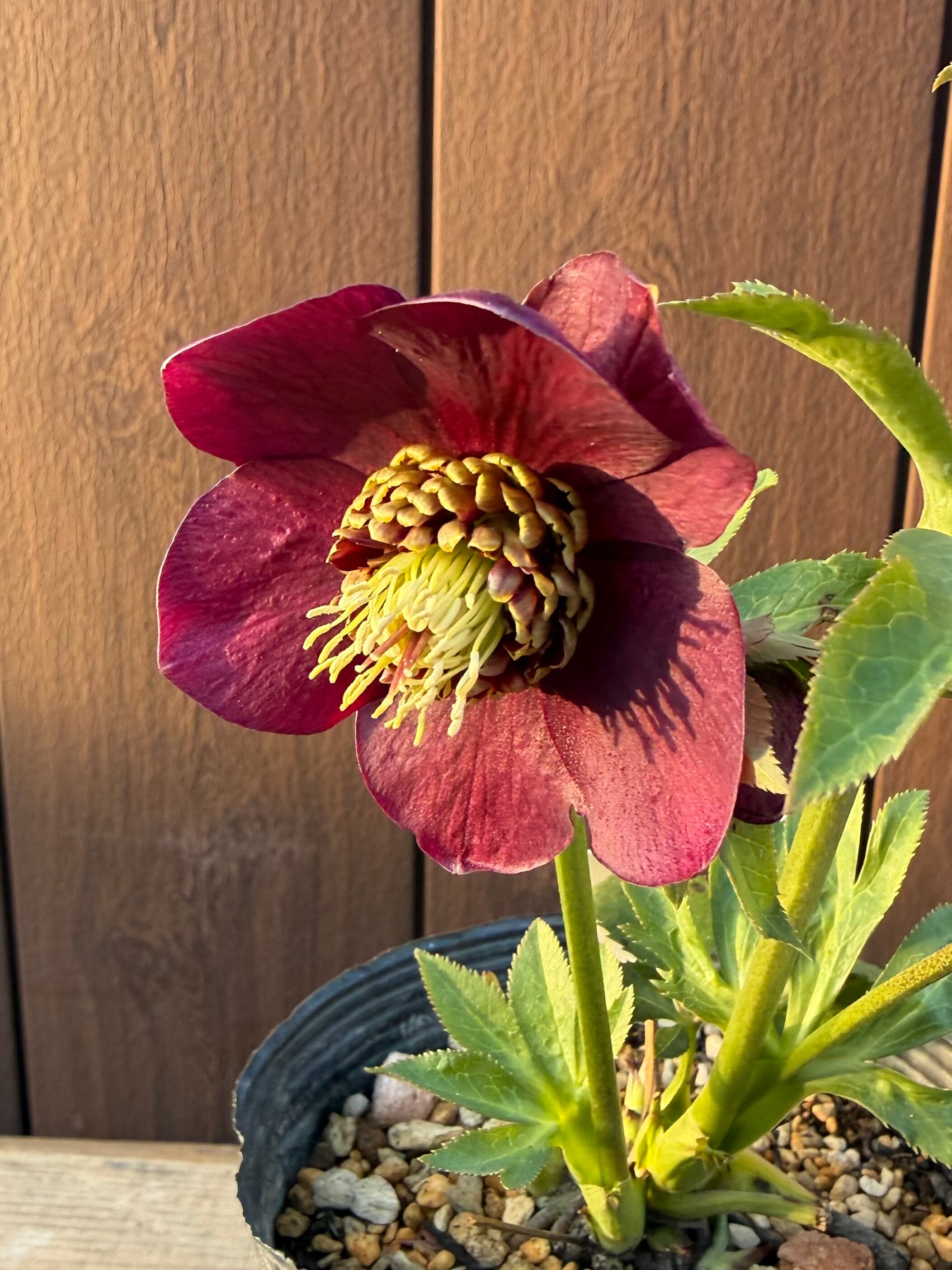 キラメキ寄りグロッシー☆モーリー系ディープレッド 加藤農園