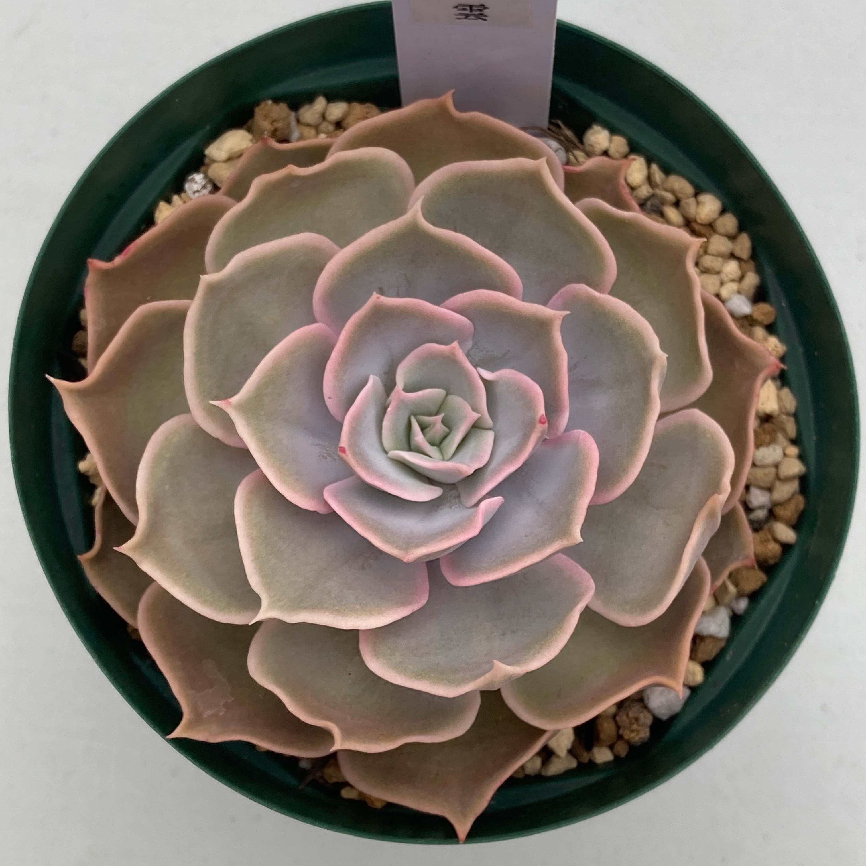 現物商品】星雲 3号サイズ | 多肉植物研究所