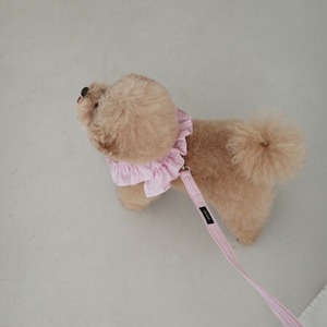 【予約】[ OHDIBS ] CAPENESS leash｜NO.19 _PINK STRIPE