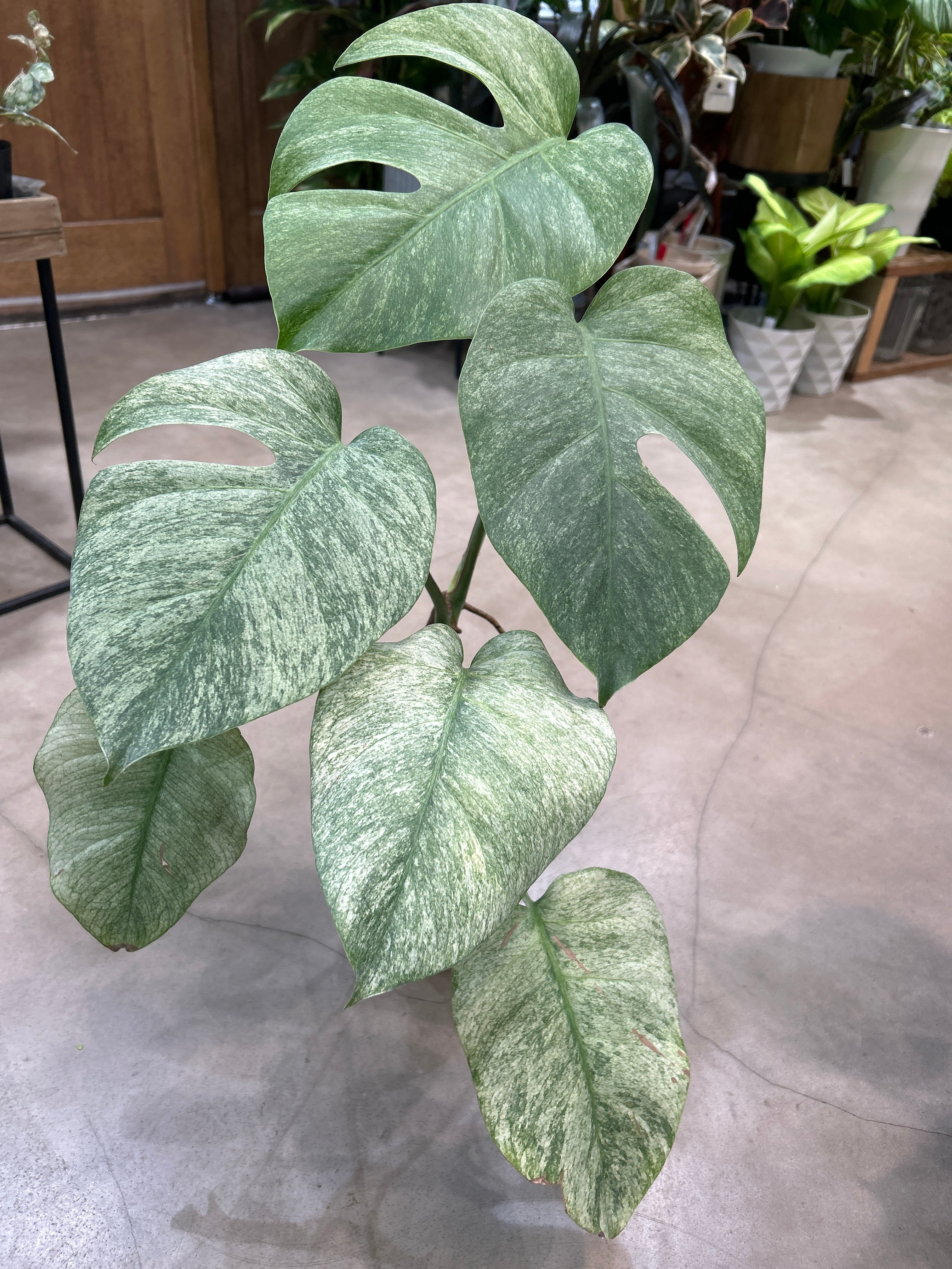 サンスベリア キルキークレオパトラ | MIDORIYA 観葉植物専門店