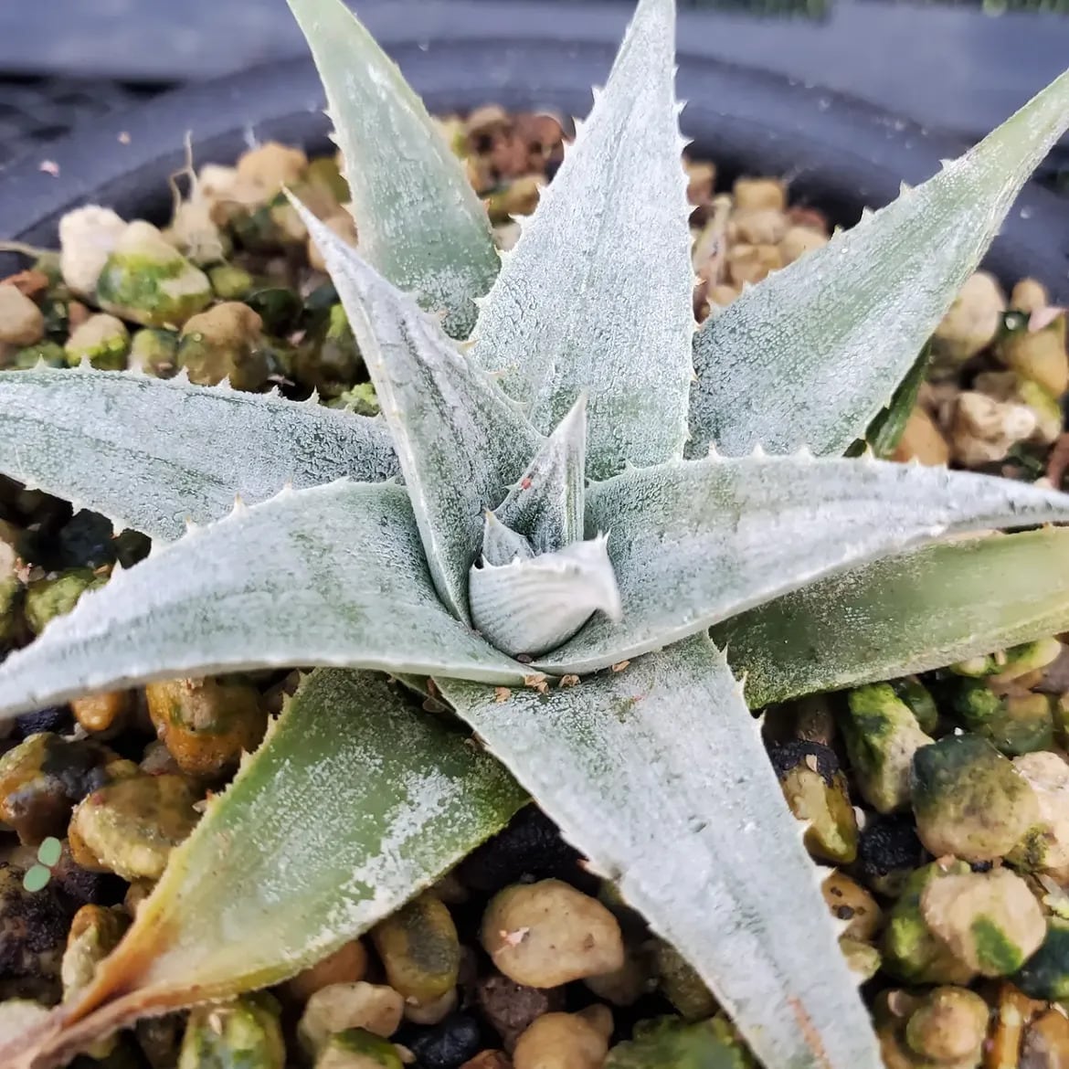 Dyckia（ディッキア） | レアプランツ通販サイトPlants Maniax