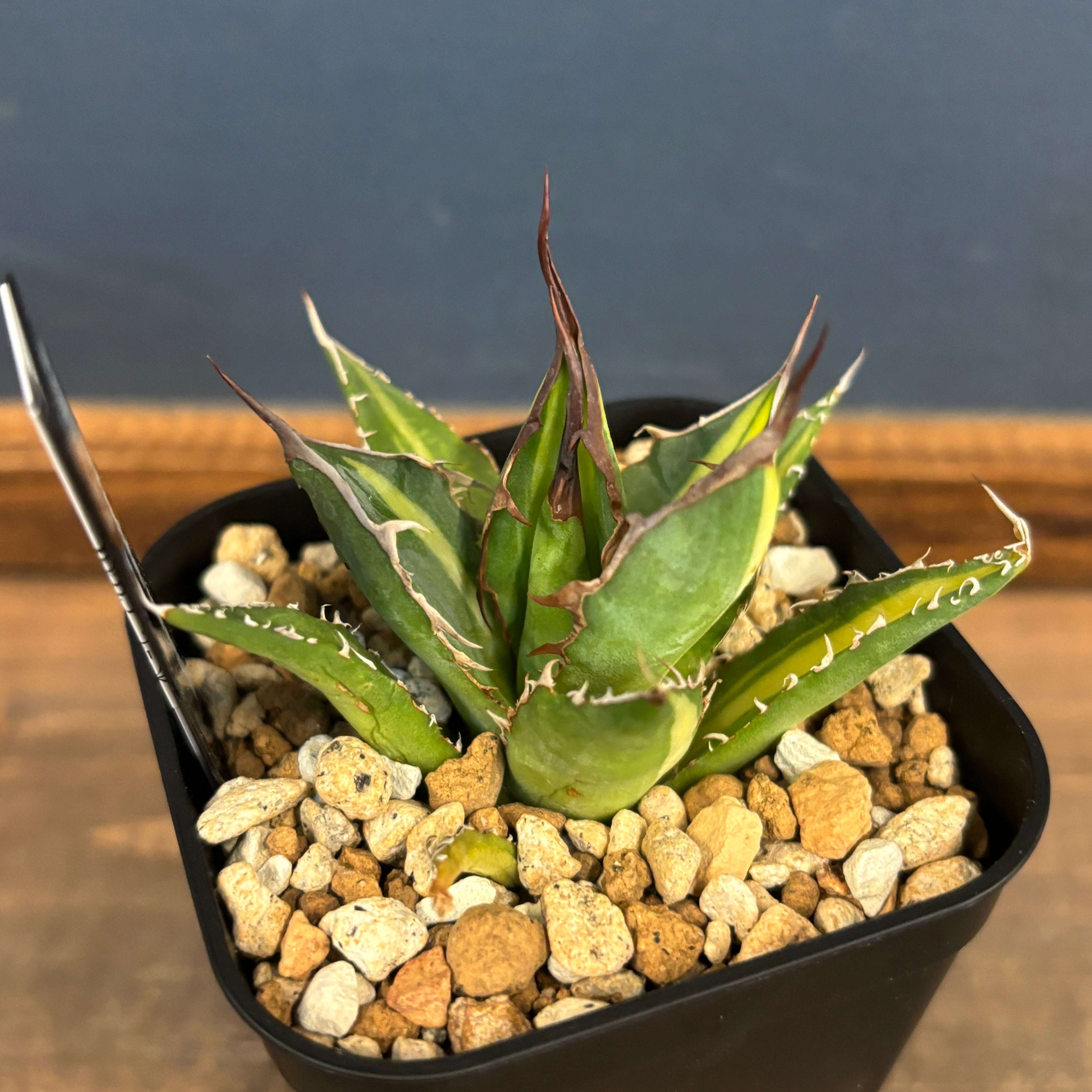 委) アガベ ホリダ 斑入り【258】 | PROTOLEAF プロトリーフ