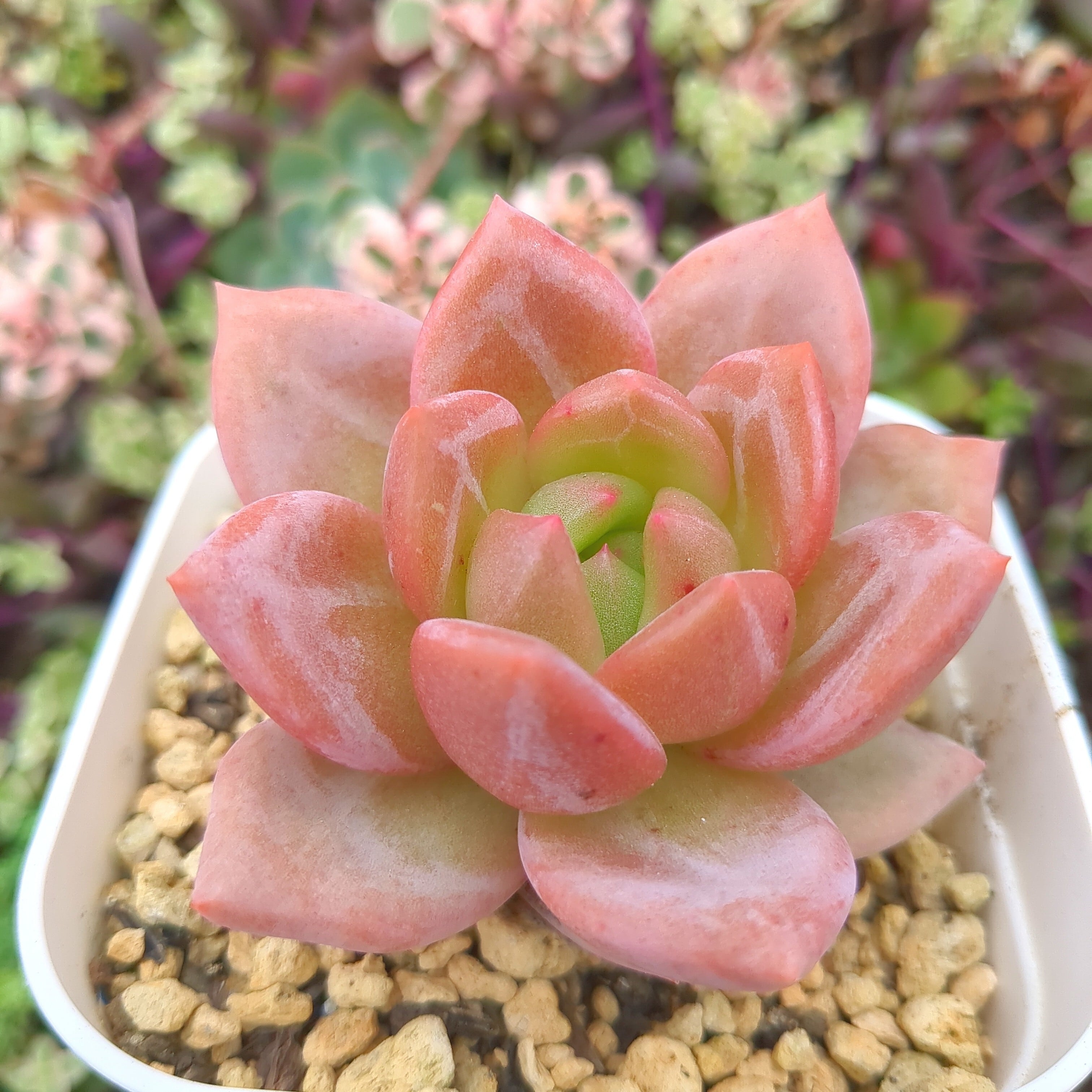 エケベリア シャーロット （抜き苗） | 多肉植物のネットショップ ST Farm
