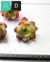 発根済カット苗 ピンクムーン M Echeveria 'Pink Moon'